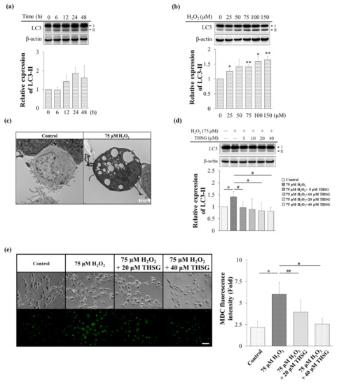 Biomolecules Free Full Text 2 3 4 5 Tetrahydroxystilbene 2 O B D Glucoside Thsg Activates The Nrf2 Antioxidant Pathway And Attenuates Oxidative Stress Induced Cell Death In Mouse Cochlear Ub Oc 2 Cells Html Biomolecules Free Full Text 2 3 4 5 Tetrahydroxystilbene 2 O B D Glucoside Thsg Activates The Nrf2 Antioxidant Pathway And Attenuates Oxidative Stress Induced Cell Death In Mouse Cochlear Ub Oc 2 Cells Html