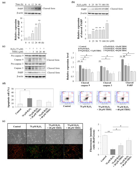 Biomolecules Free Full Text 2 3 4 5 Tetrahydroxystilbene 2 O B D Glucoside Thsg Activates The Nrf2 Antioxidant Pathway And Attenuates Oxidative Stress Induced Cell Death In Mouse Cochlear Ub Oc 2 Cells Html Biomolecules Free Full Text 2 3 4 5 Tetrahydroxystilbene 2 O B D Glucoside Thsg Activates The Nrf2 Antioxidant Pathway And Attenuates Oxidative Stress Induced Cell Death In Mouse Cochlear Ub Oc 2 Cells Html
