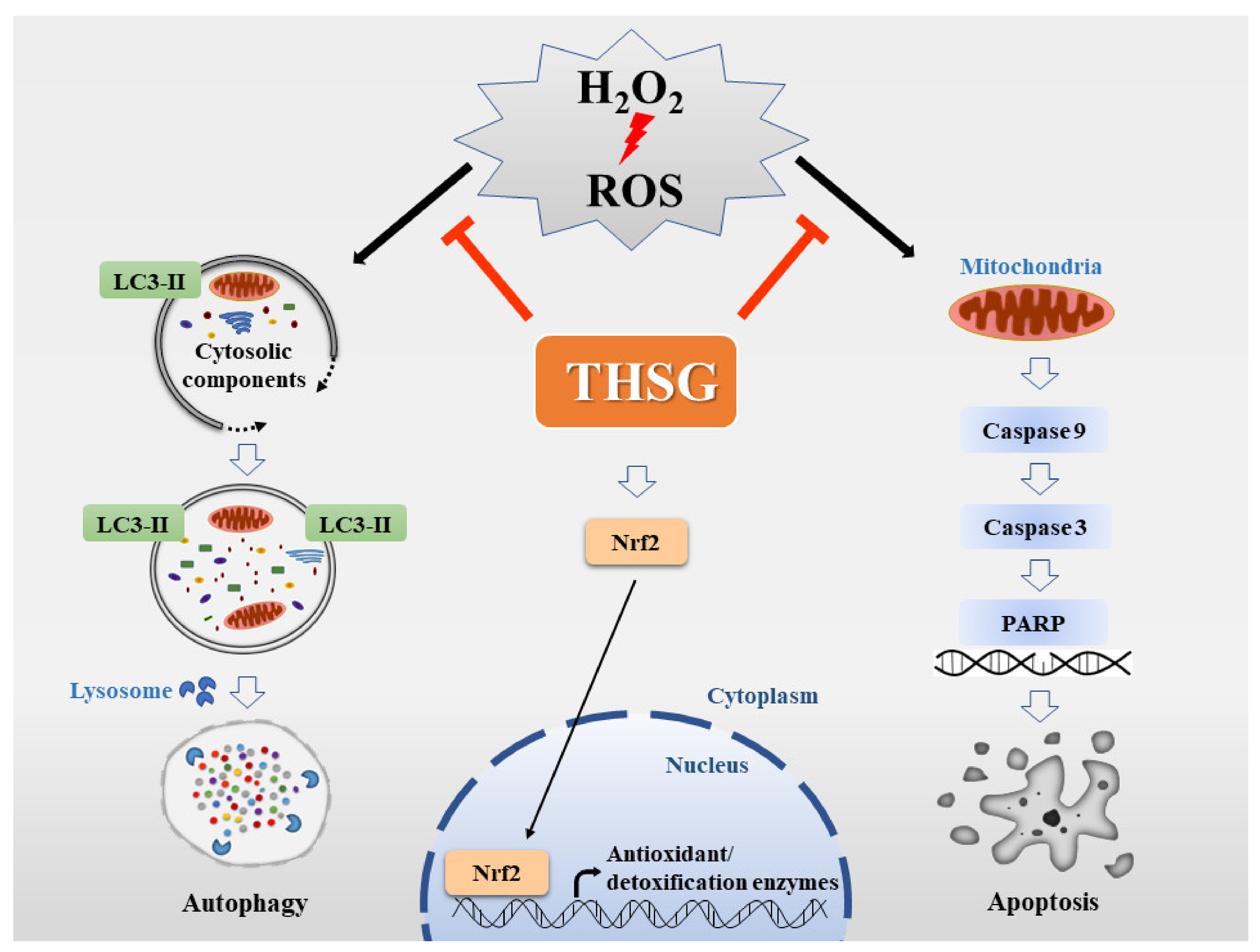 Biomolecules 10 00465 g007 Biomolecules 10 00465 g007