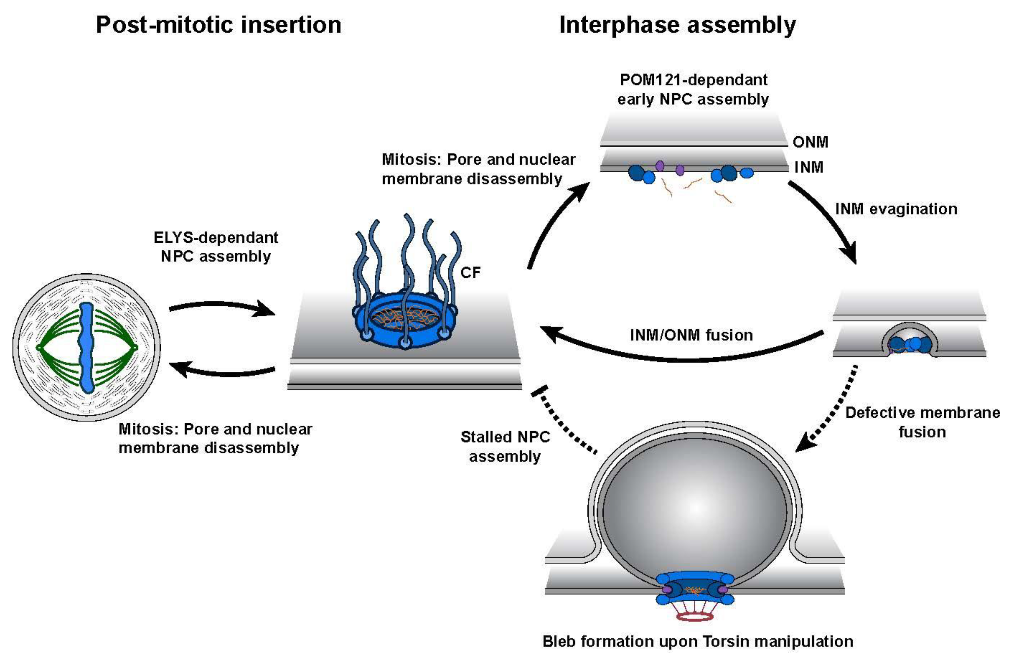 Biomolecules 10 00468 g003 Biomolecules 10 00468 g003