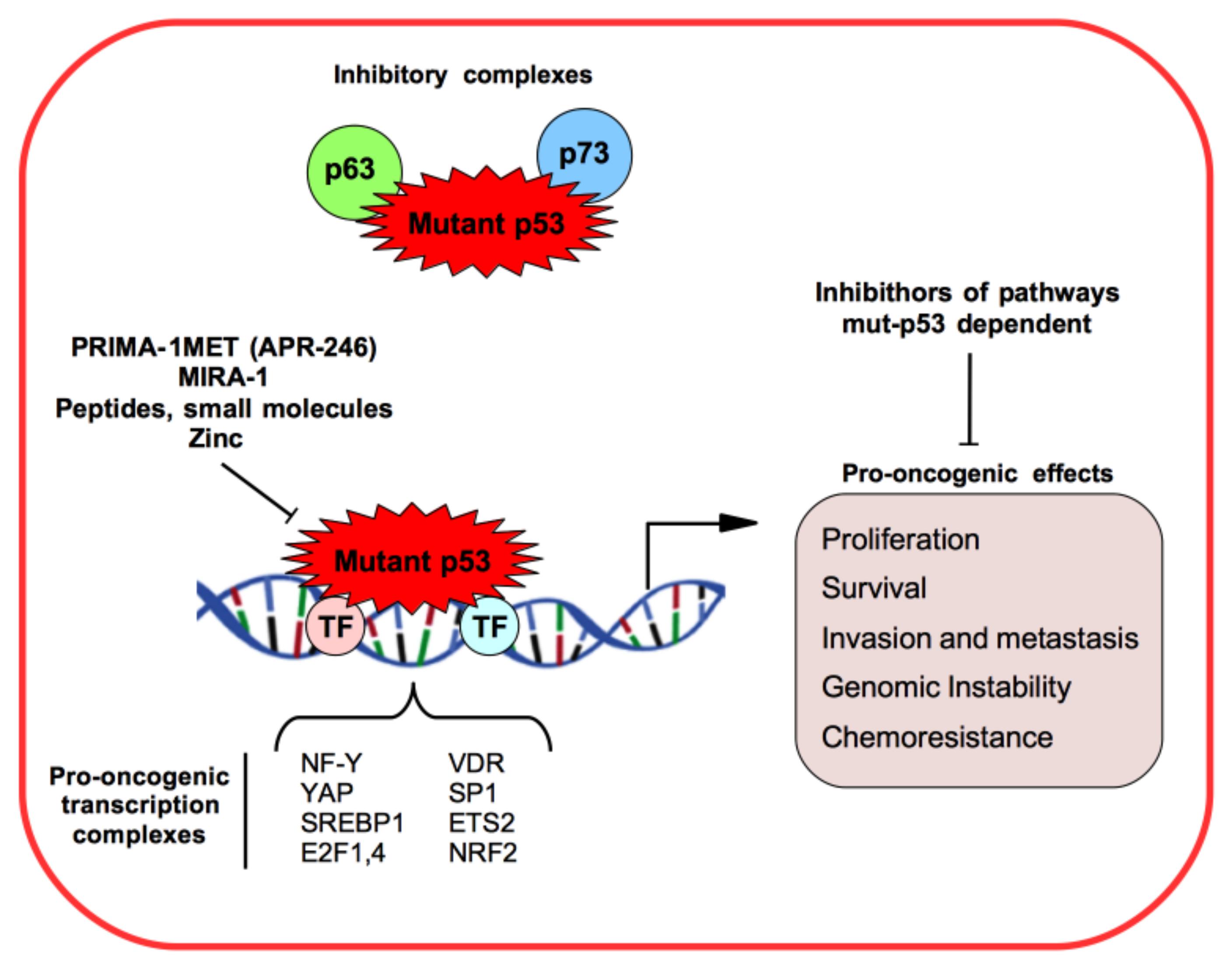 The Impact of Mutant p53 in the Non Biology Diagrams