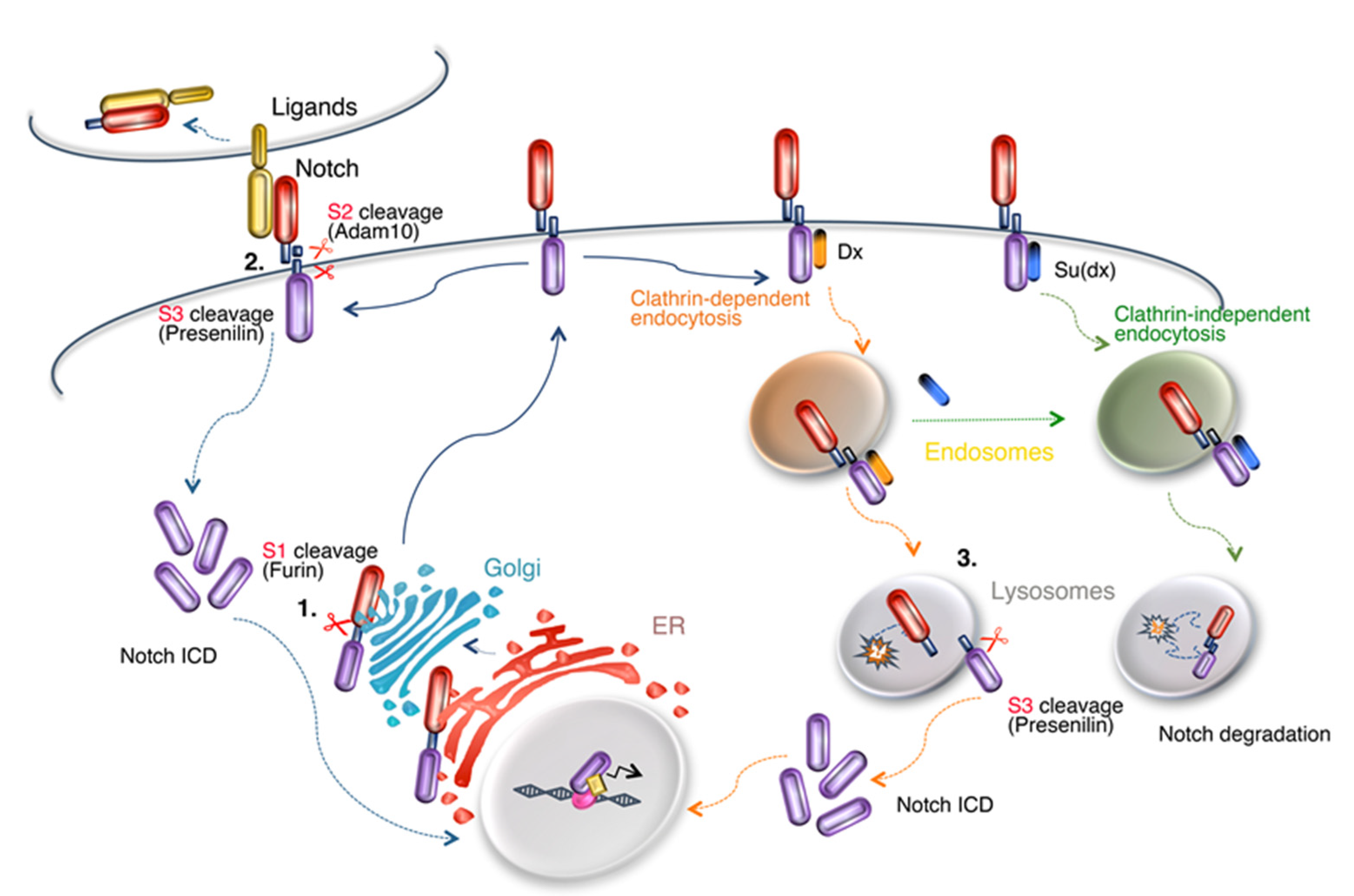 Biomolecules 10 00485 g002 Biomolecules 10 00485 g002