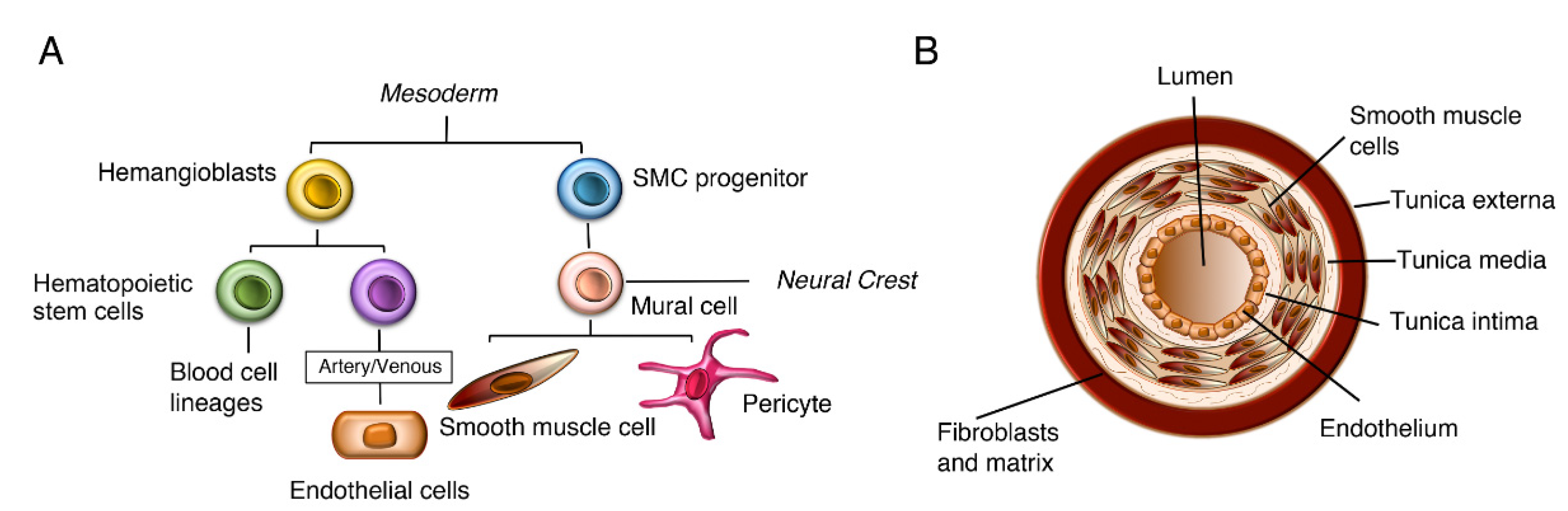 Biomolecules 10 00485 g003 Biomolecules 10 00485 g003