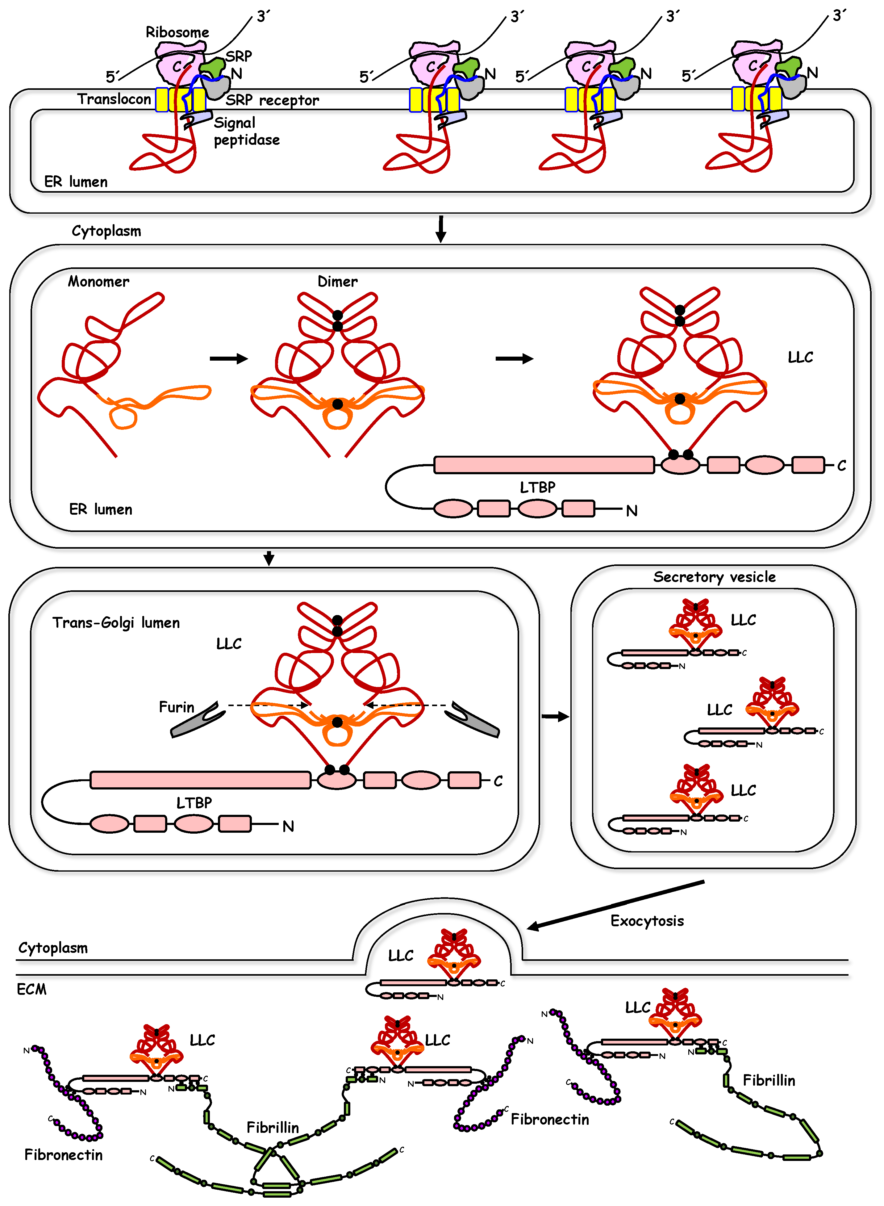Biomolecules 10 00487 g001