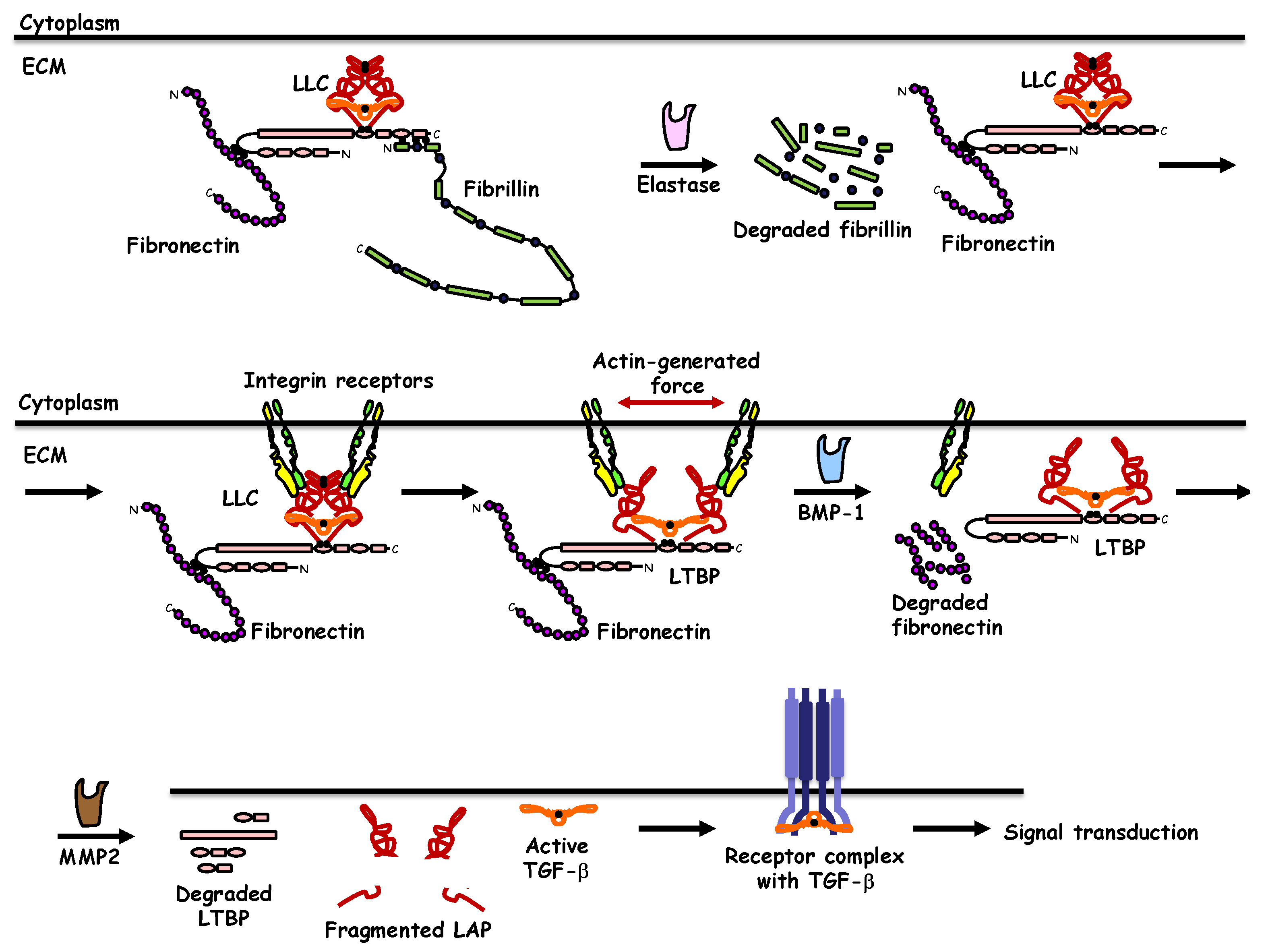 Biomolecules 10 00487 g002