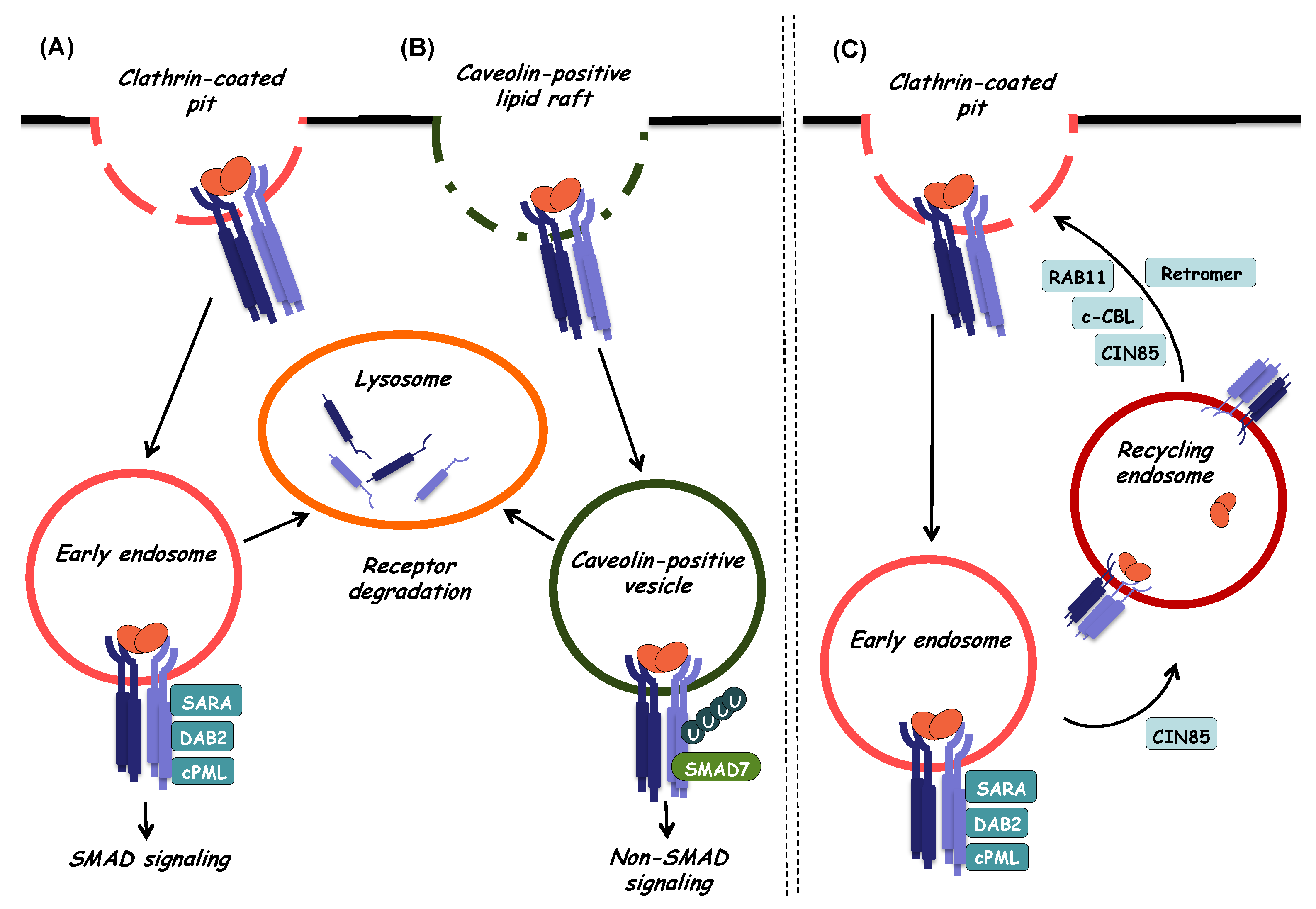 Biomolecules 10 00487 g004