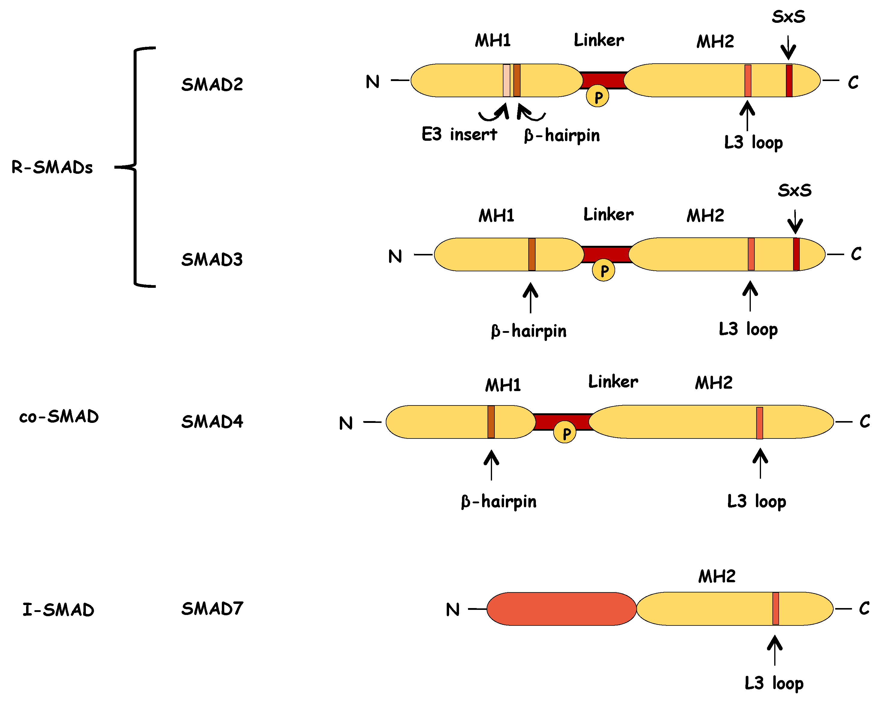 Biomolecules 10 00487 g005