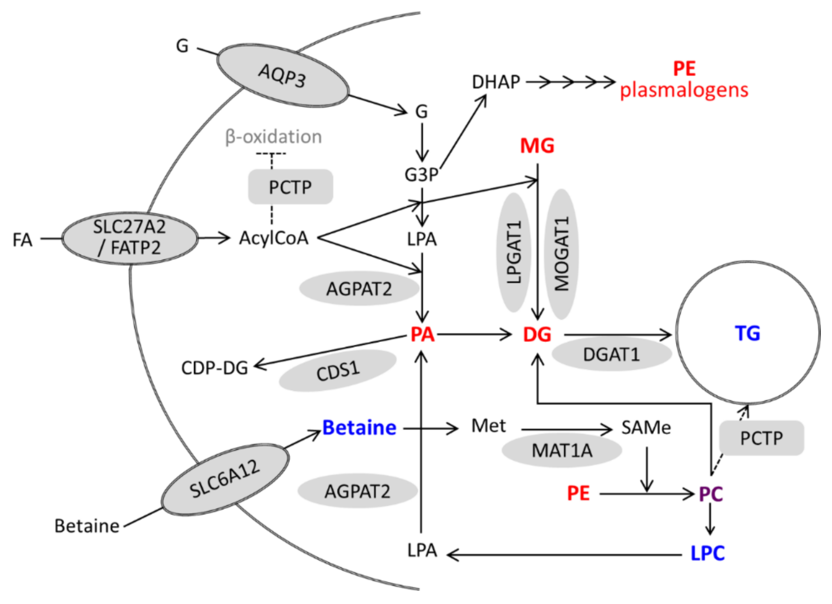 Biomolecules 10 00493 g009