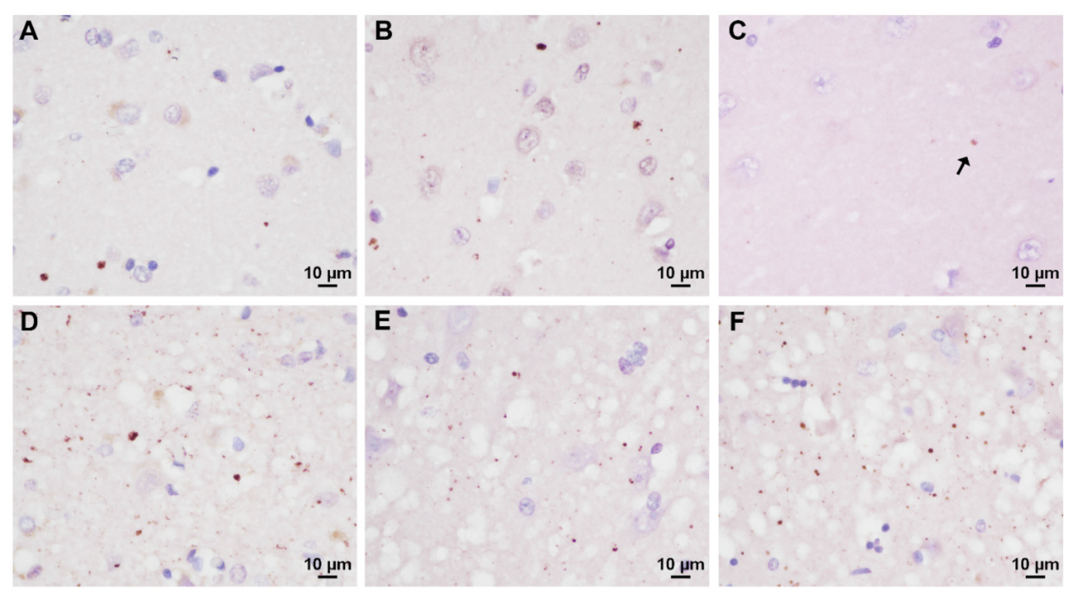 Biomolecules 10 00497 g003 Biomolecules 10 00497 g003