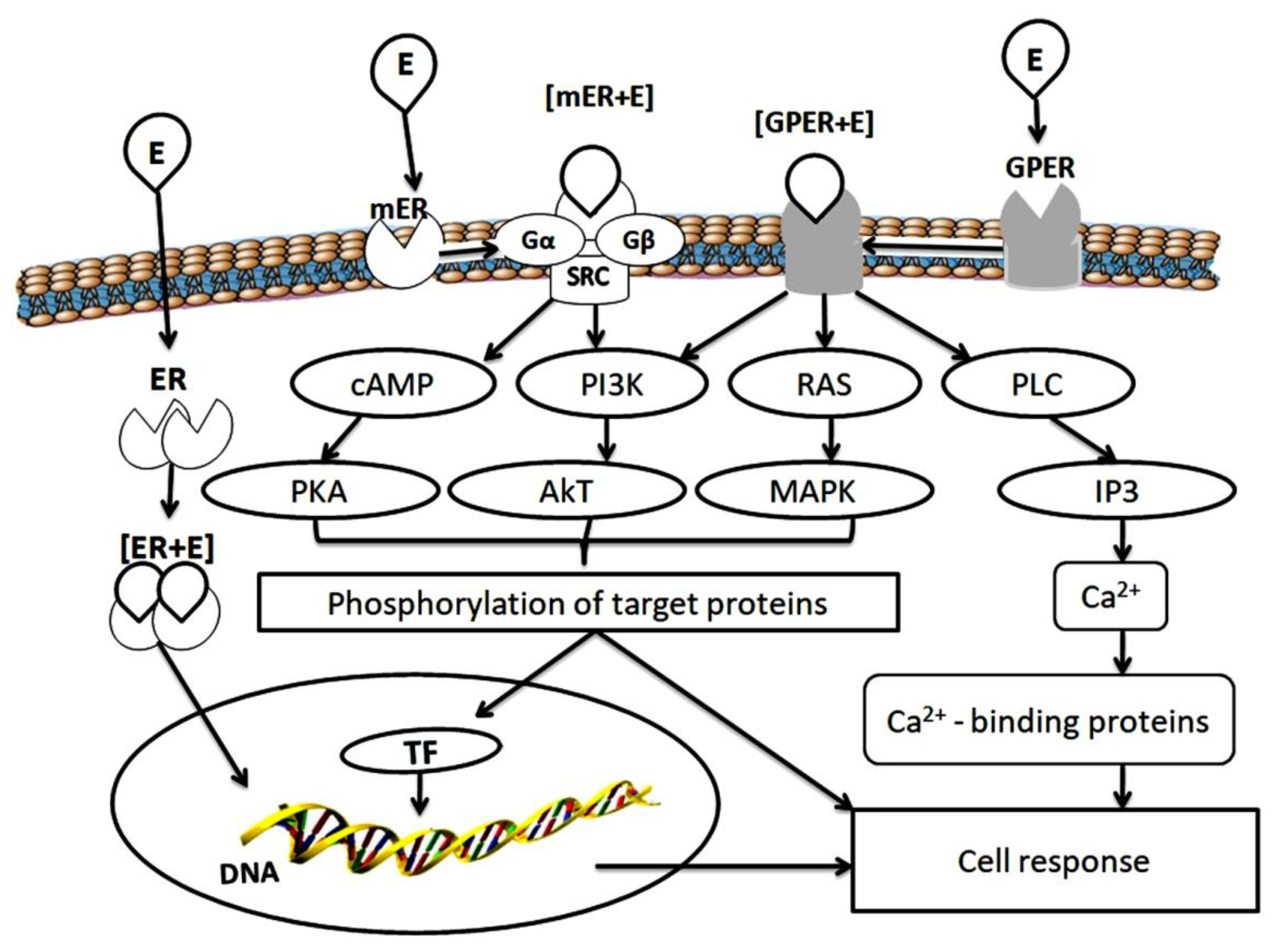 Biomolecules 10 00500 g001 Biomolecules 10 00500 g001