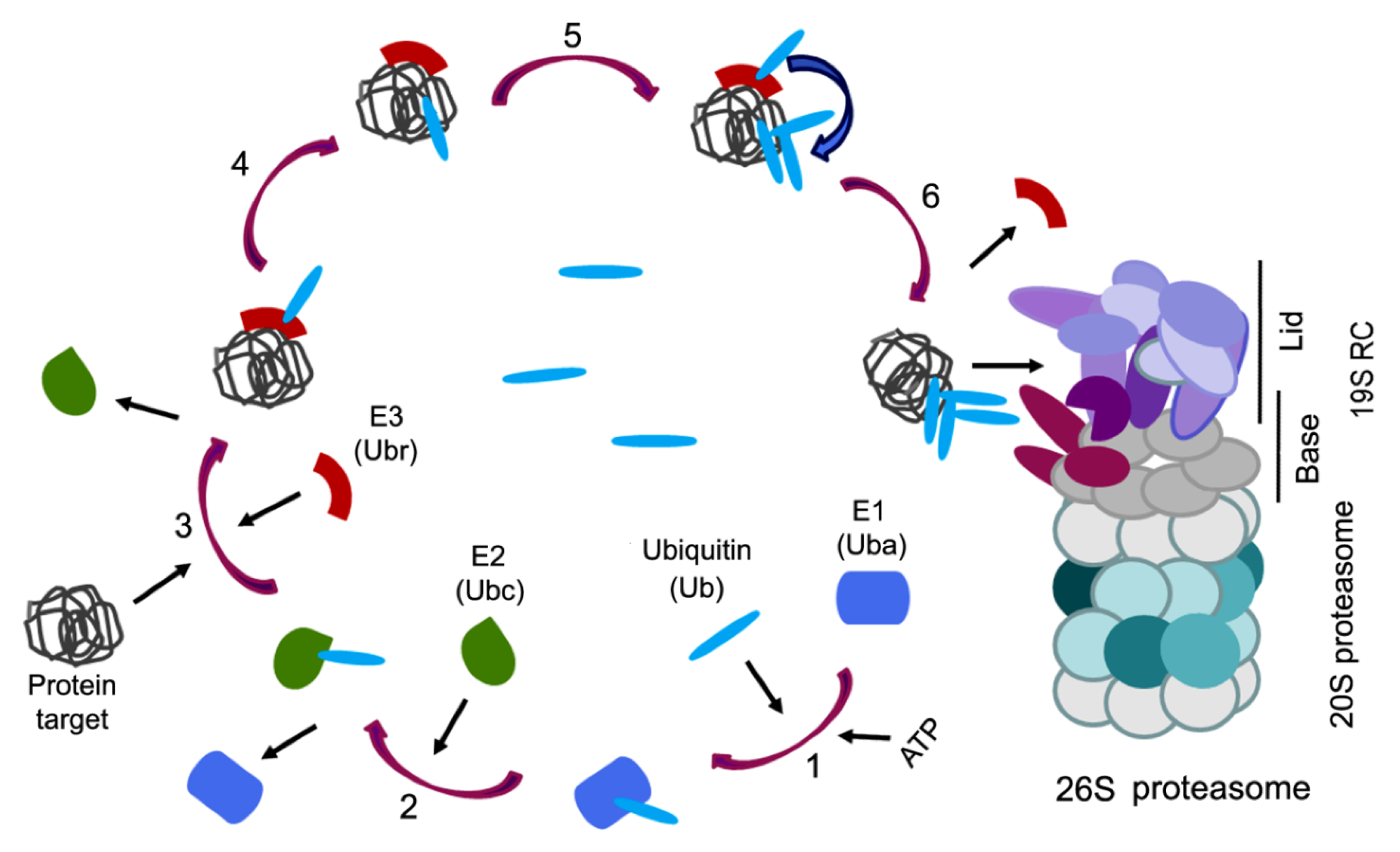 Biomolecules 10 00500 g002 Biomolecules 10 00500 g002