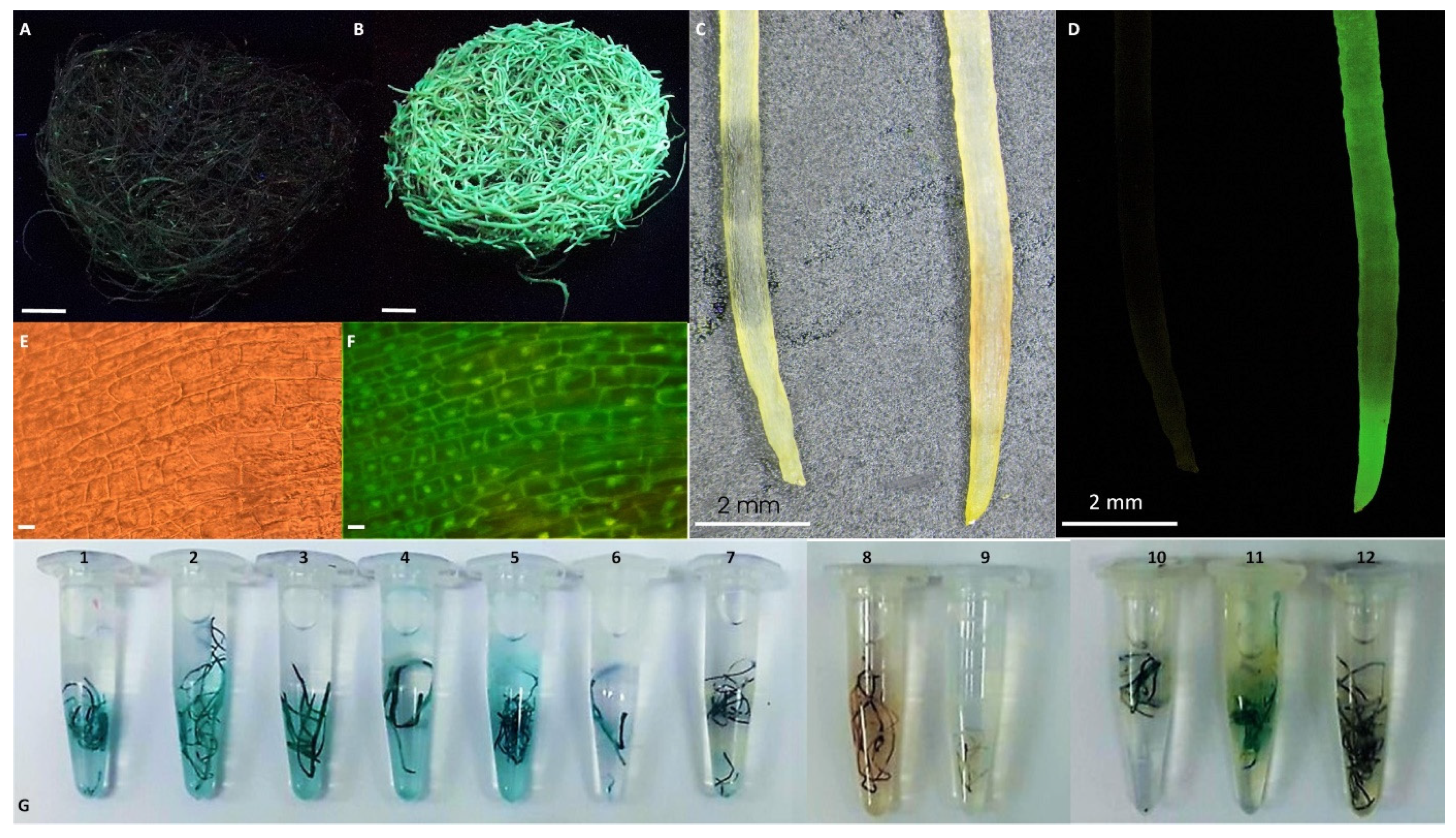 Biomolecules 10 00510 g004 Biomolecules 10 00510 g004