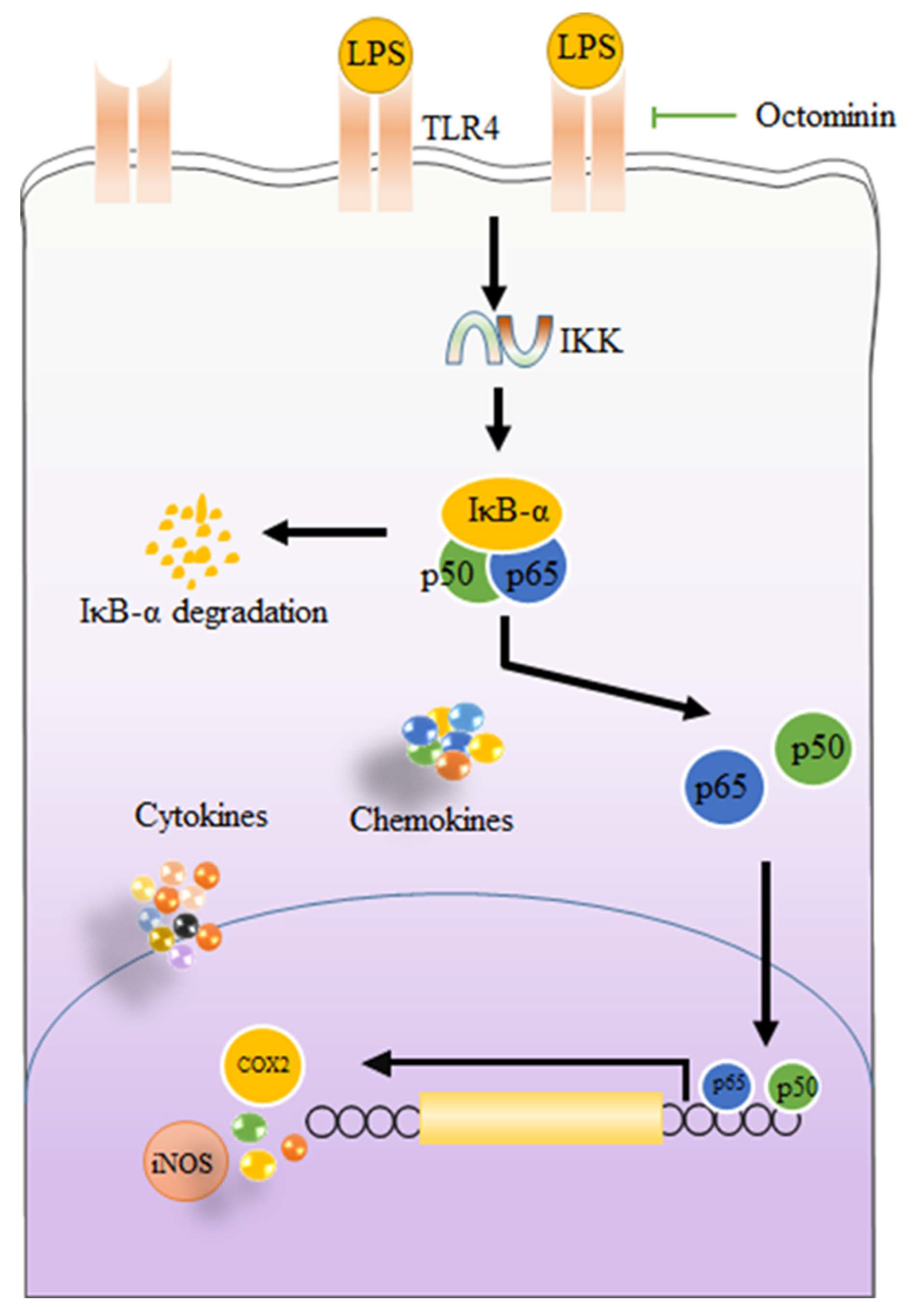 Biomolecules 10 00511 g007 Biomolecules 10 00511 g007