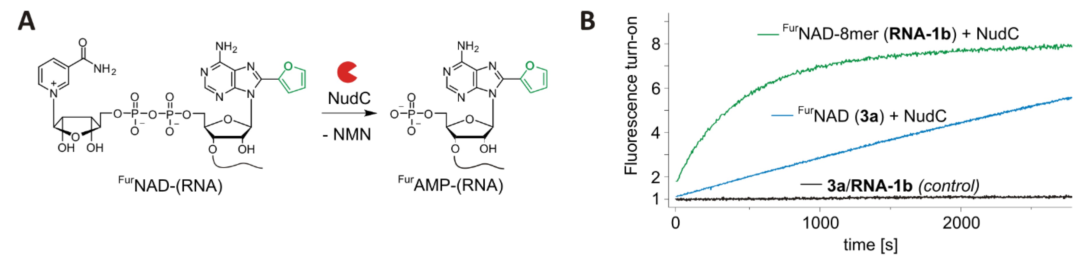 Biomolecules 10 00513 g004 Biomolecules 10 00513 g004