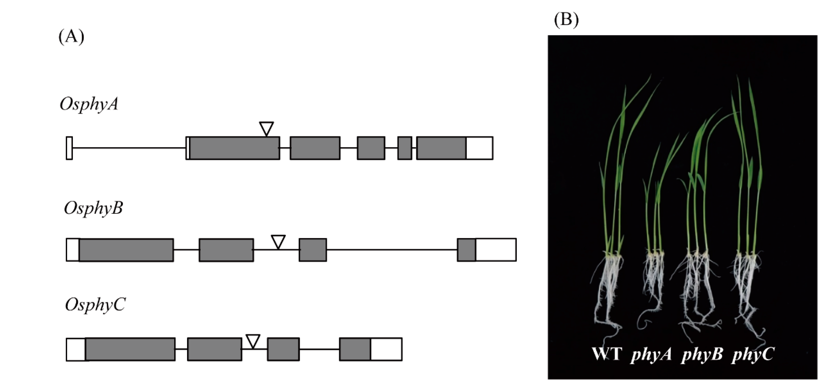 Biomolecules 10 00523 g003 Biomolecules 10 00523 g003