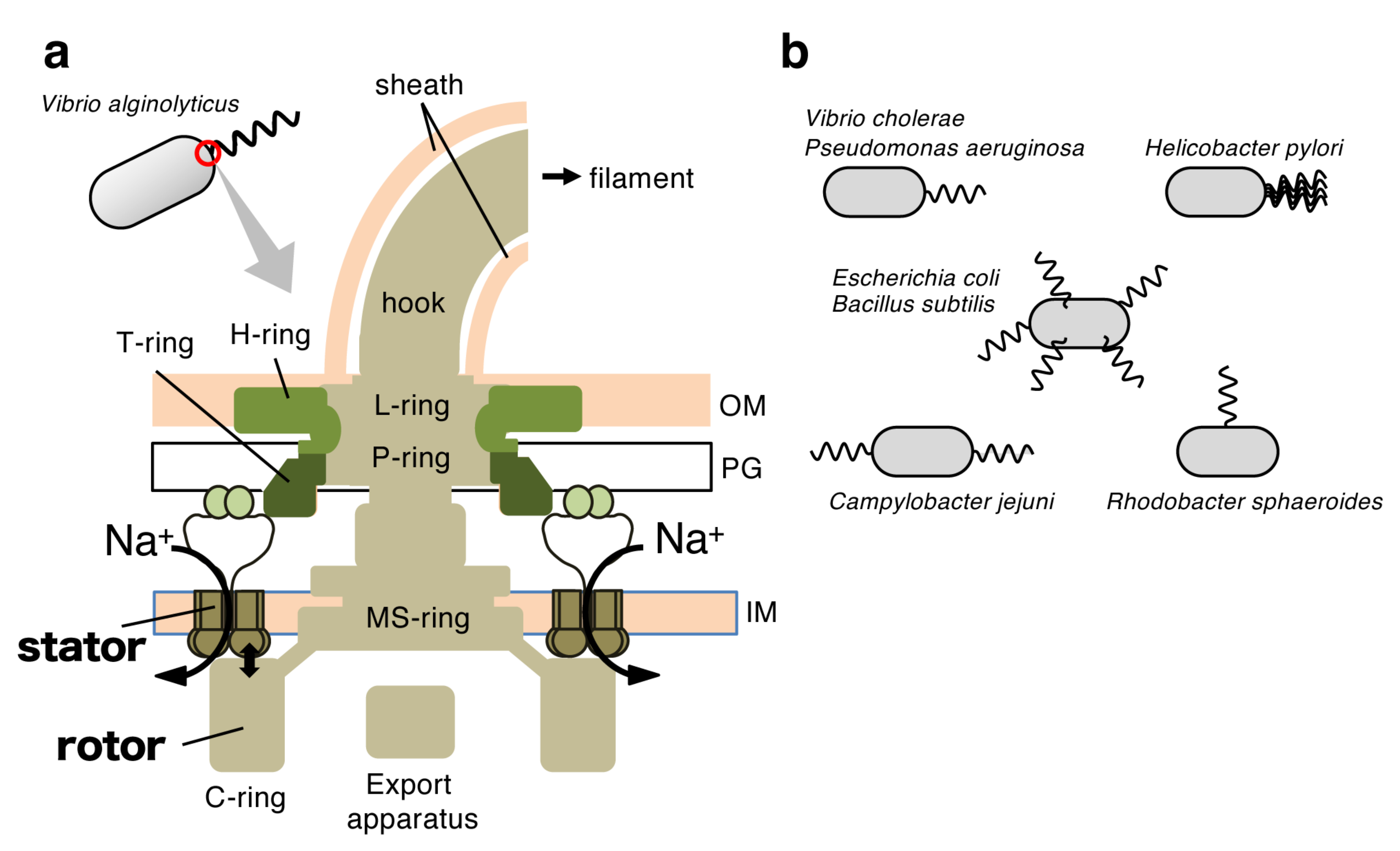 Biomolecules 10 00533 g001 Biomolecules 10 00533 g001