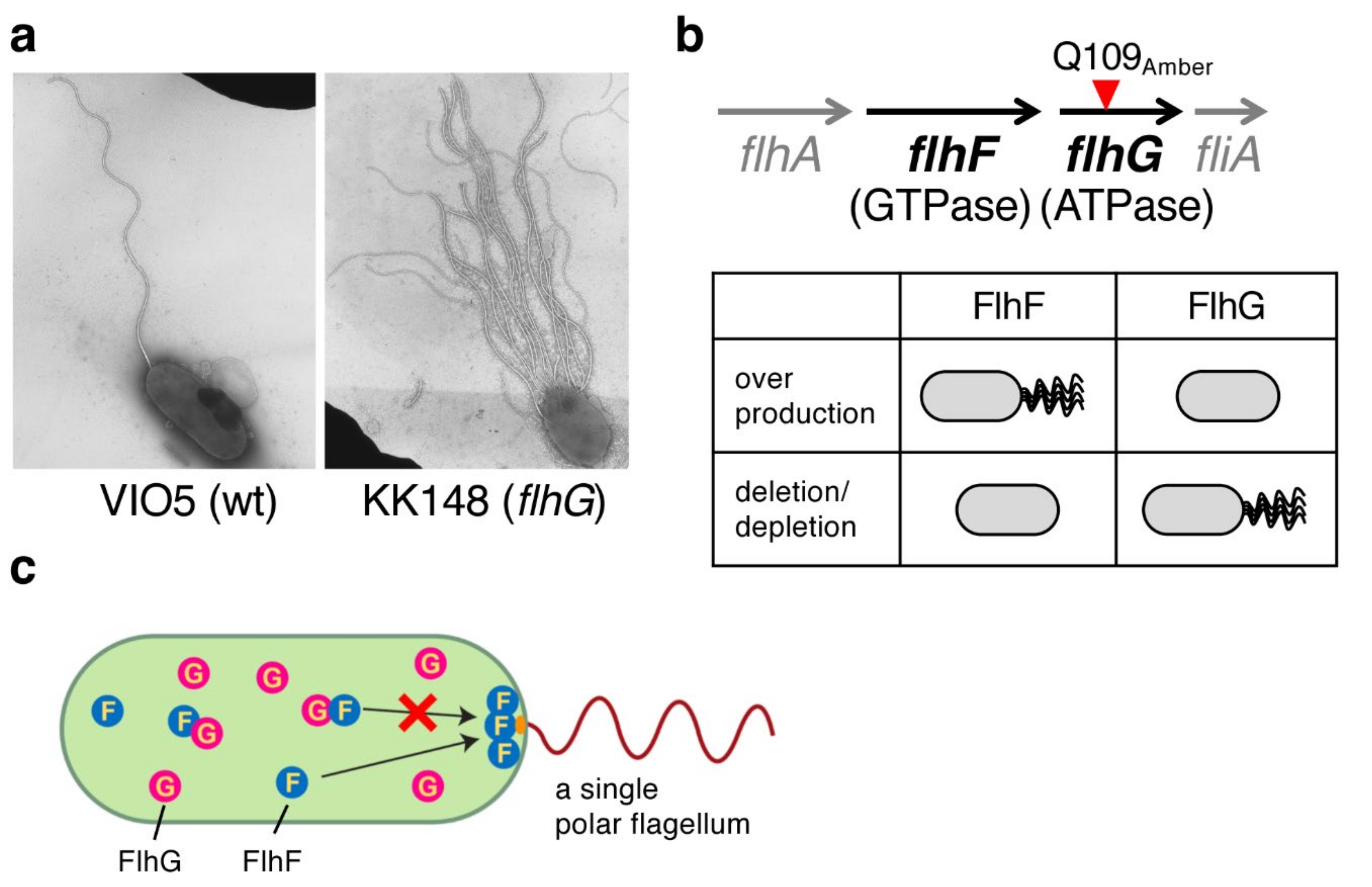 Biomolecules 10 00533 g002 Biomolecules 10 00533 g002