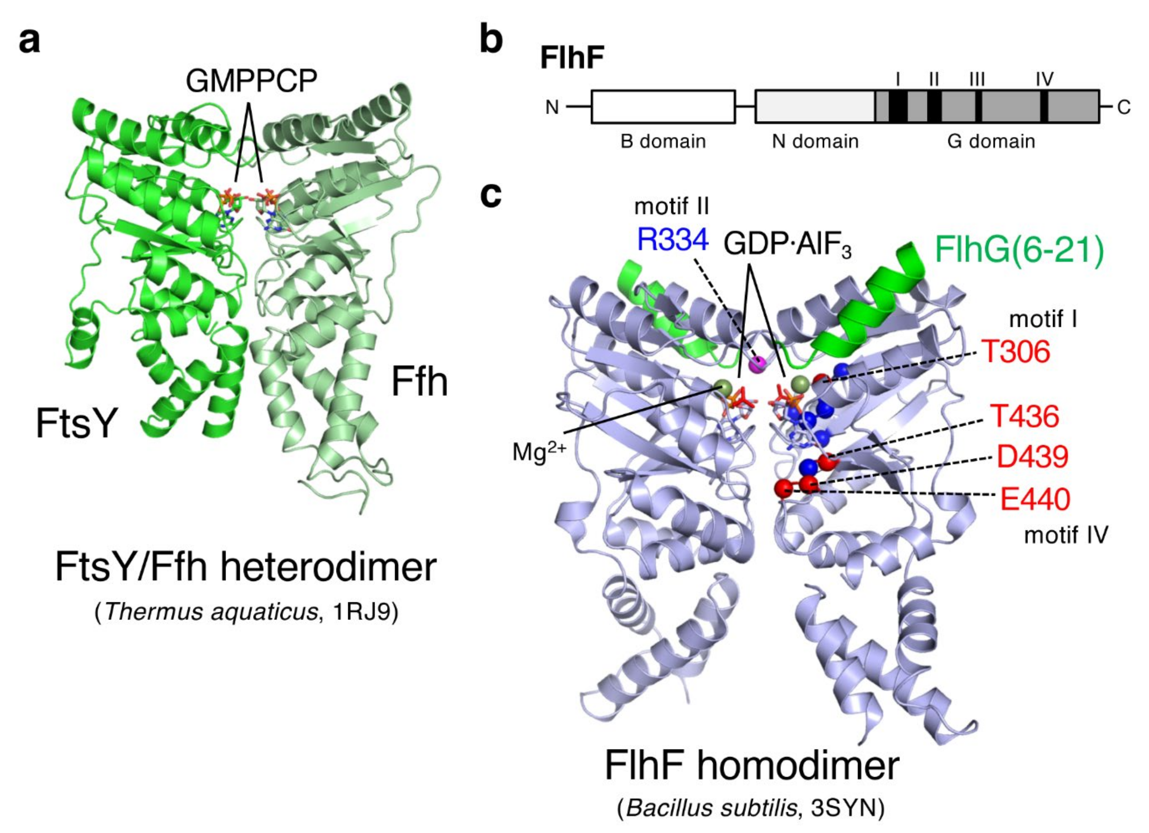 Biomolecules 10 00533 g003 Biomolecules 10 00533 g003