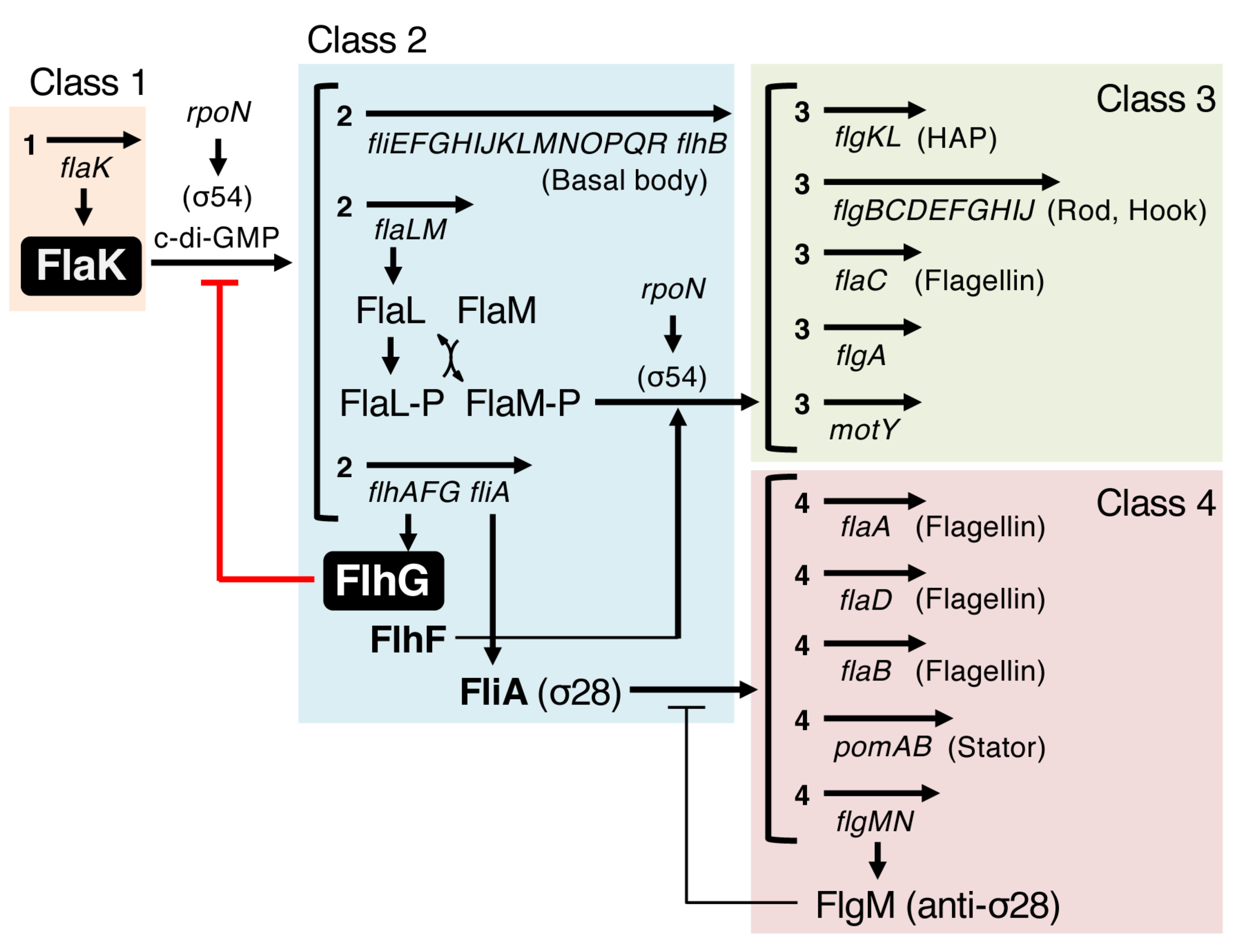 Biomolecules 10 00533 g004 Biomolecules 10 00533 g004
