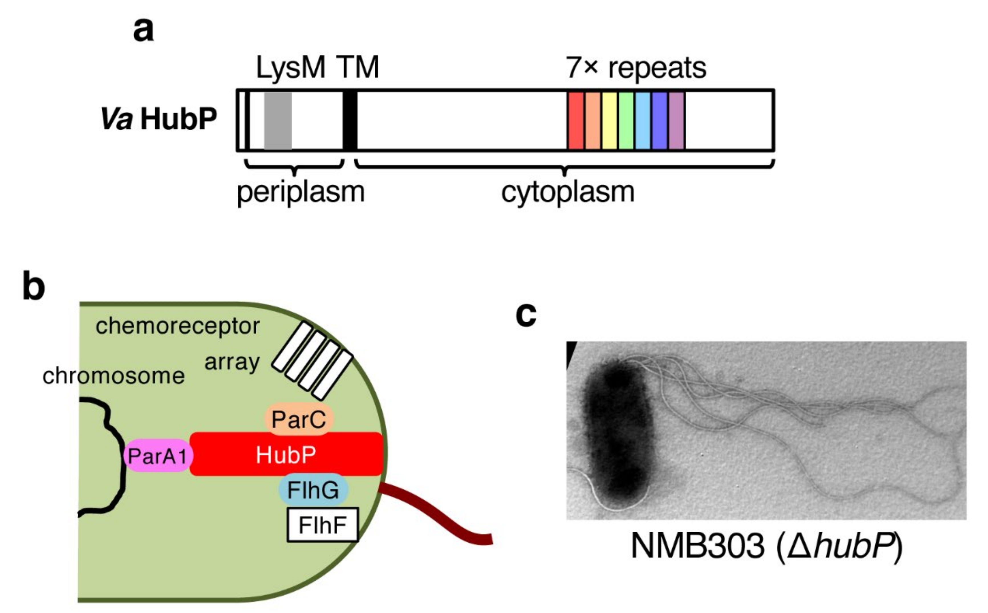 Biomolecules 10 00533 g005 Biomolecules 10 00533 g005