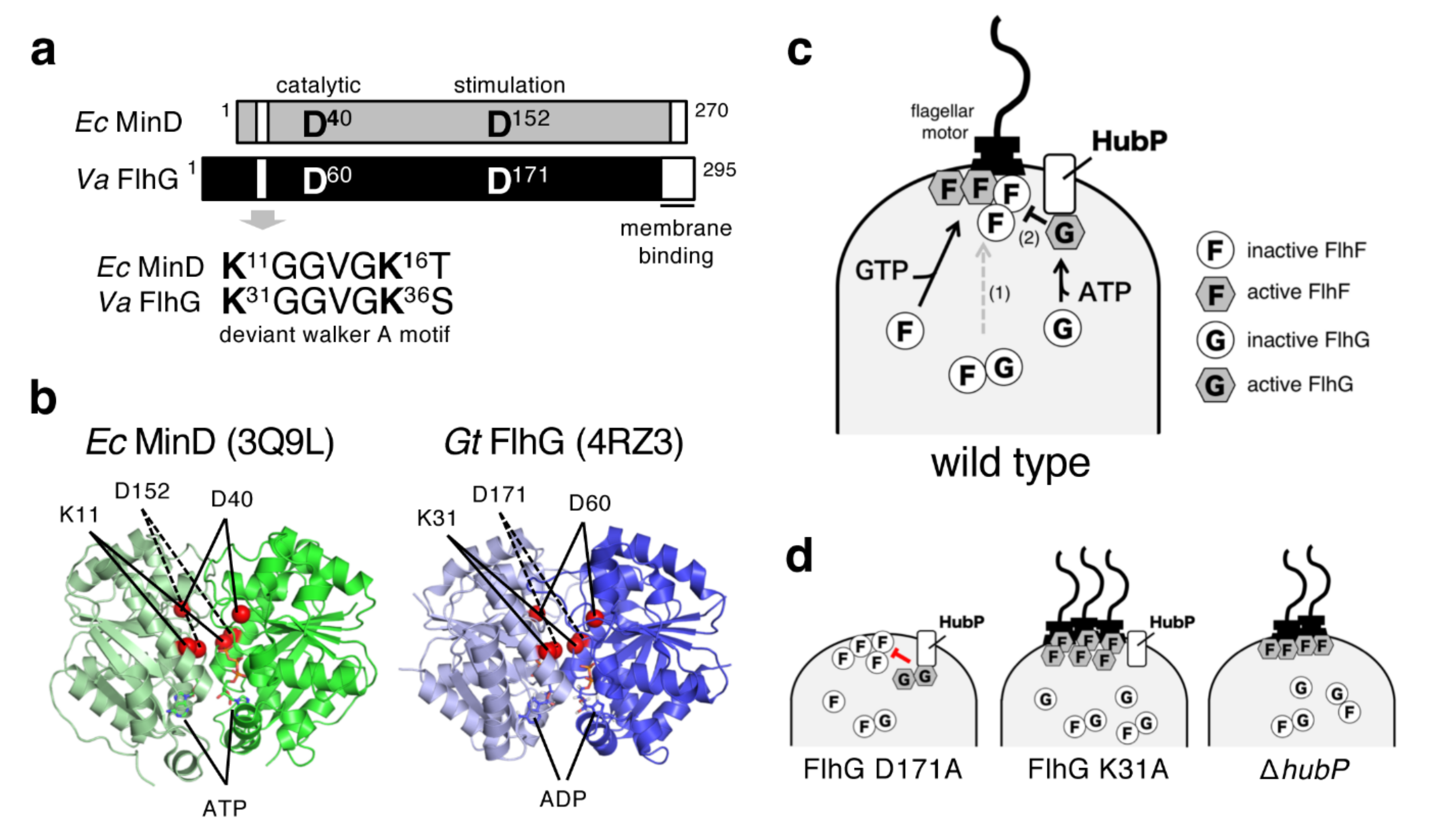 Biomolecules 10 00533 g006 Biomolecules 10 00533 g006