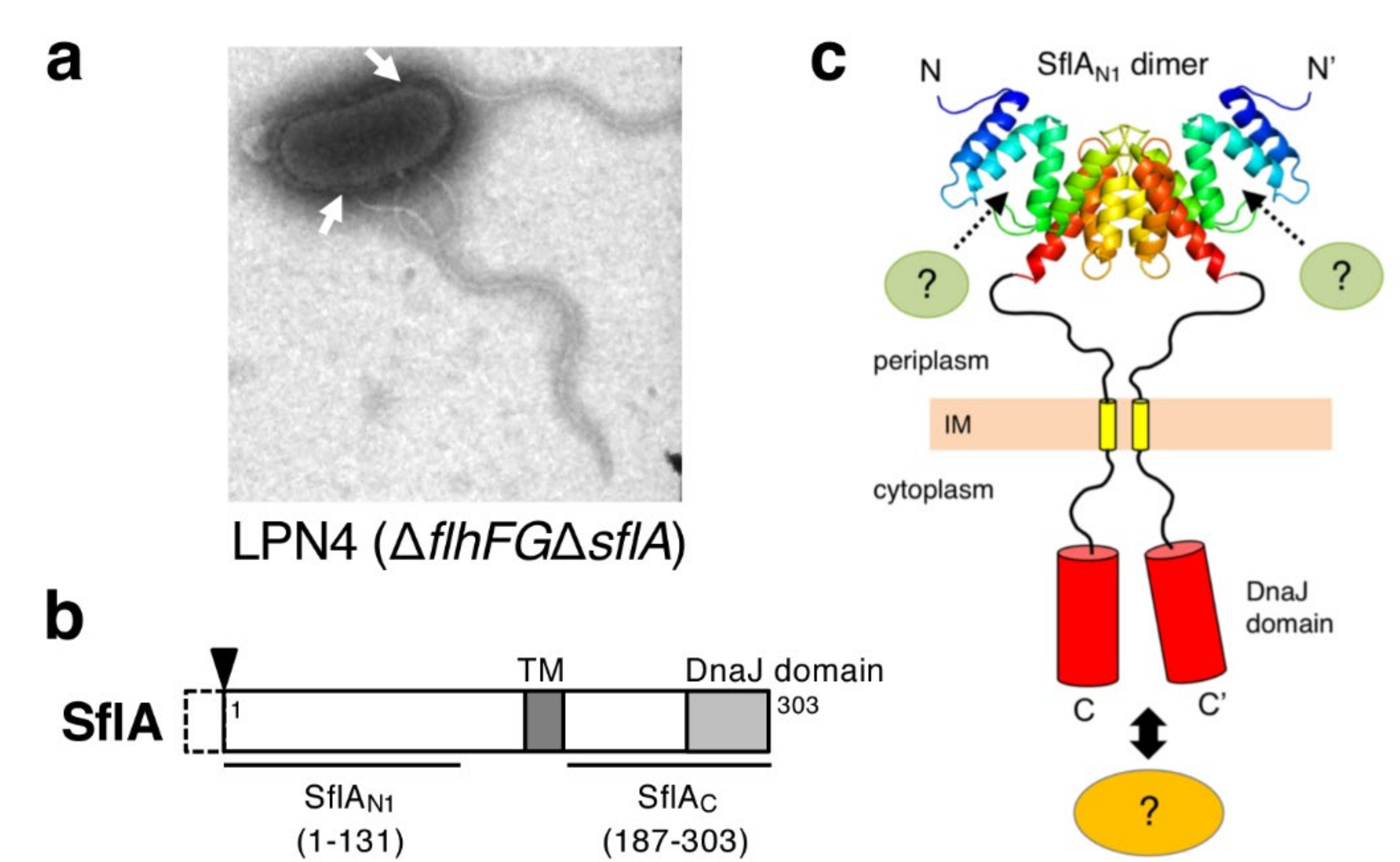 Biomolecules 10 00533 g007 Biomolecules 10 00533 g007