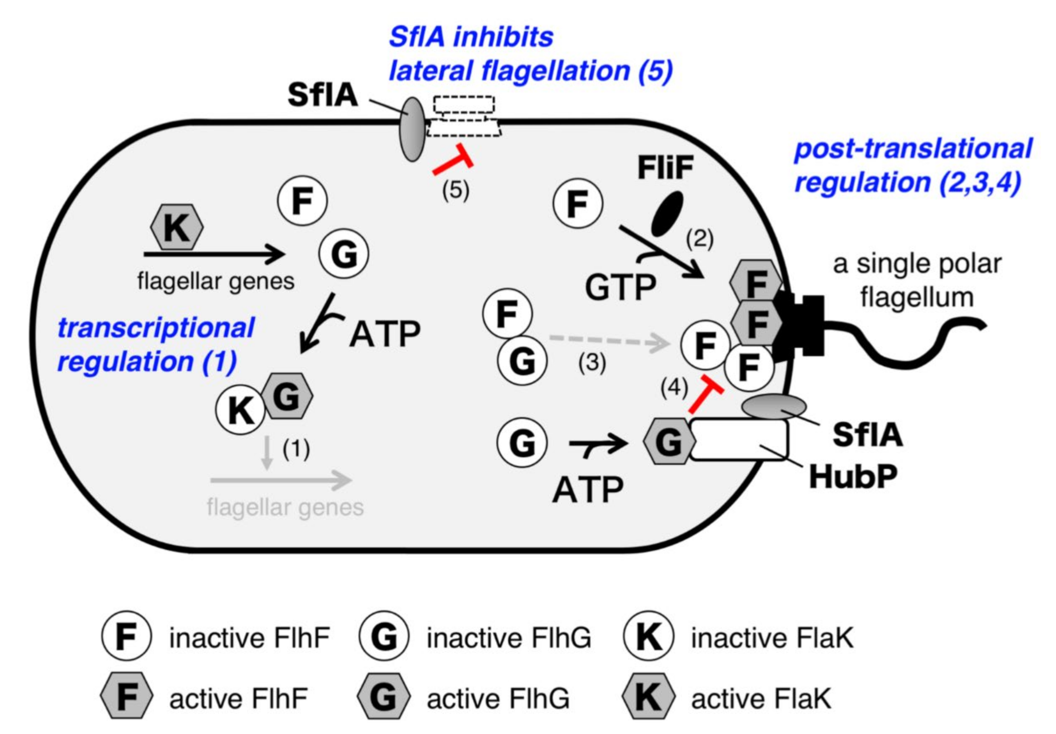 Biomolecules 10 00533 g008 Biomolecules 10 00533 g008