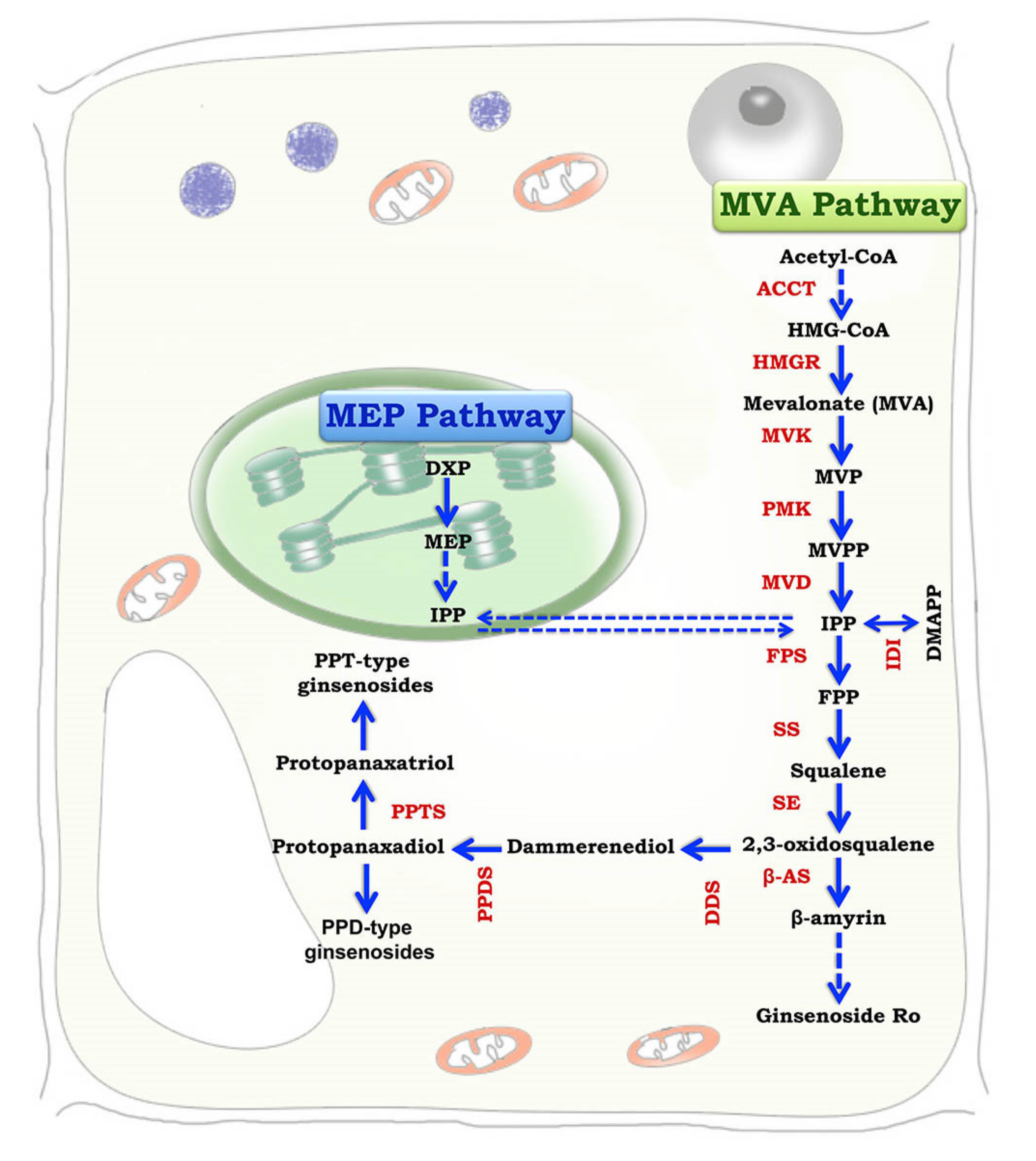 Biomolecules 10 00538 g002 Biomolecules 10 00538 g002