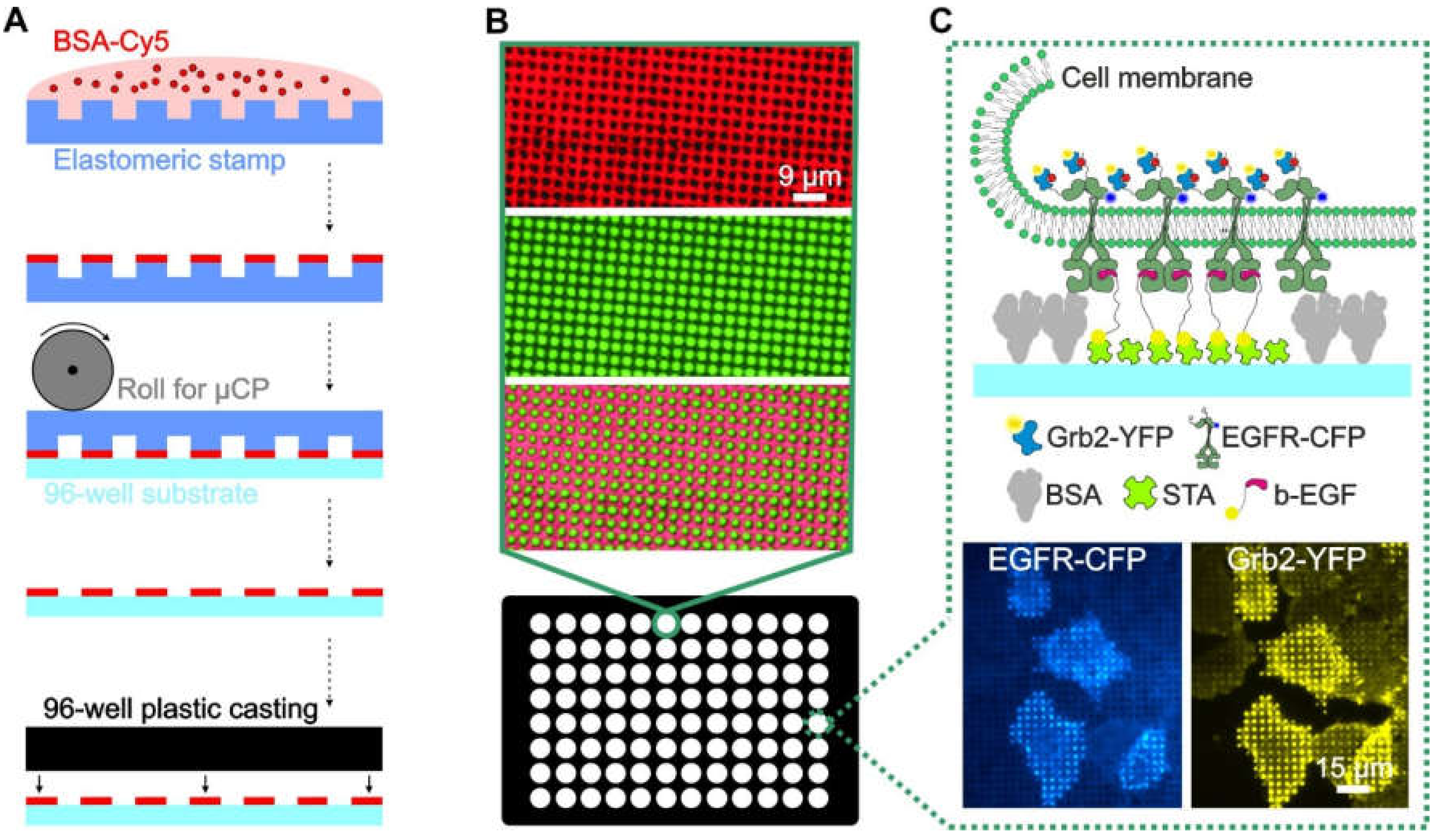 Biomolecules 10 00540 g001 Biomolecules 10 00540 g001