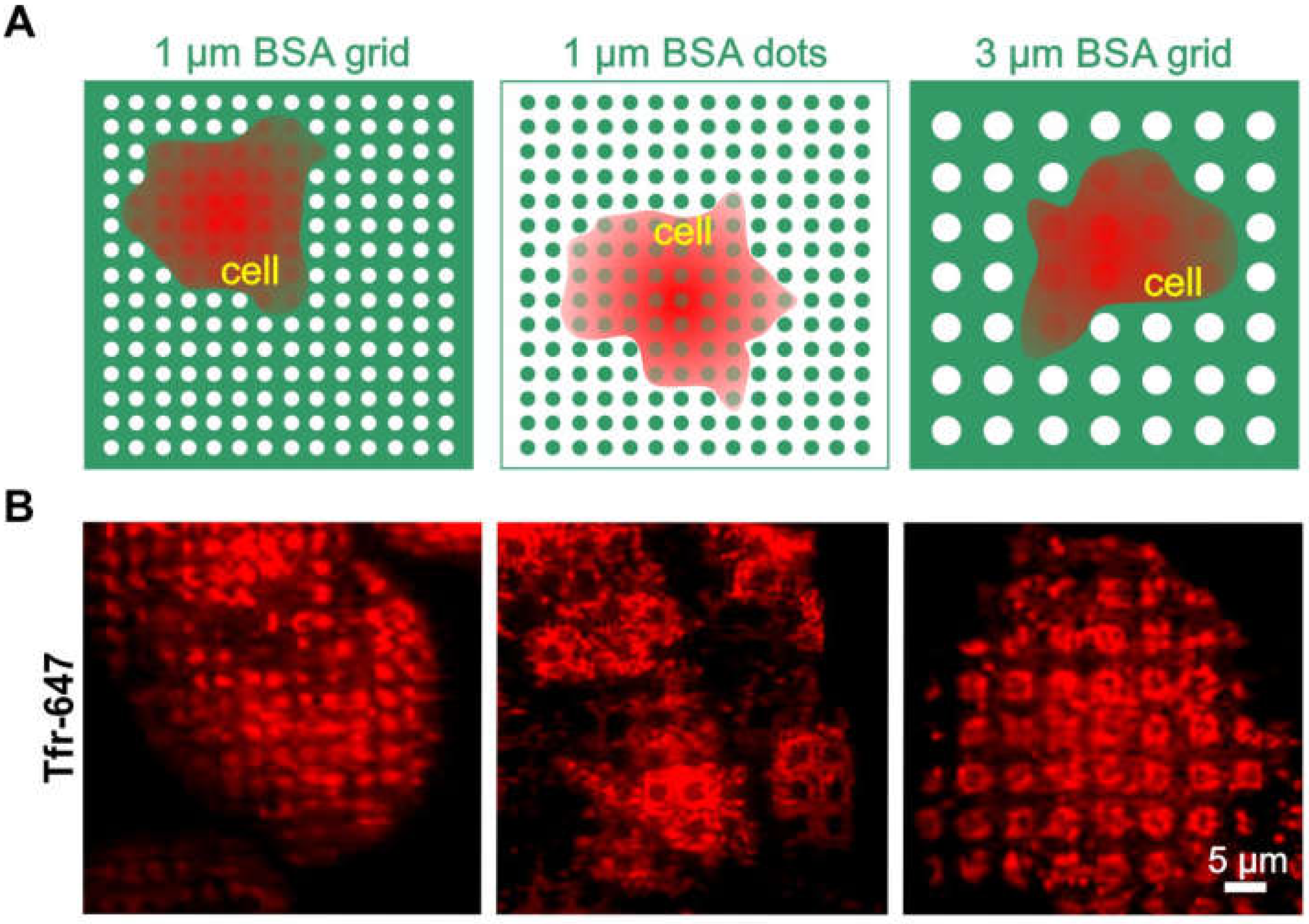 Biomolecules 10 00540 g003 Biomolecules 10 00540 g003