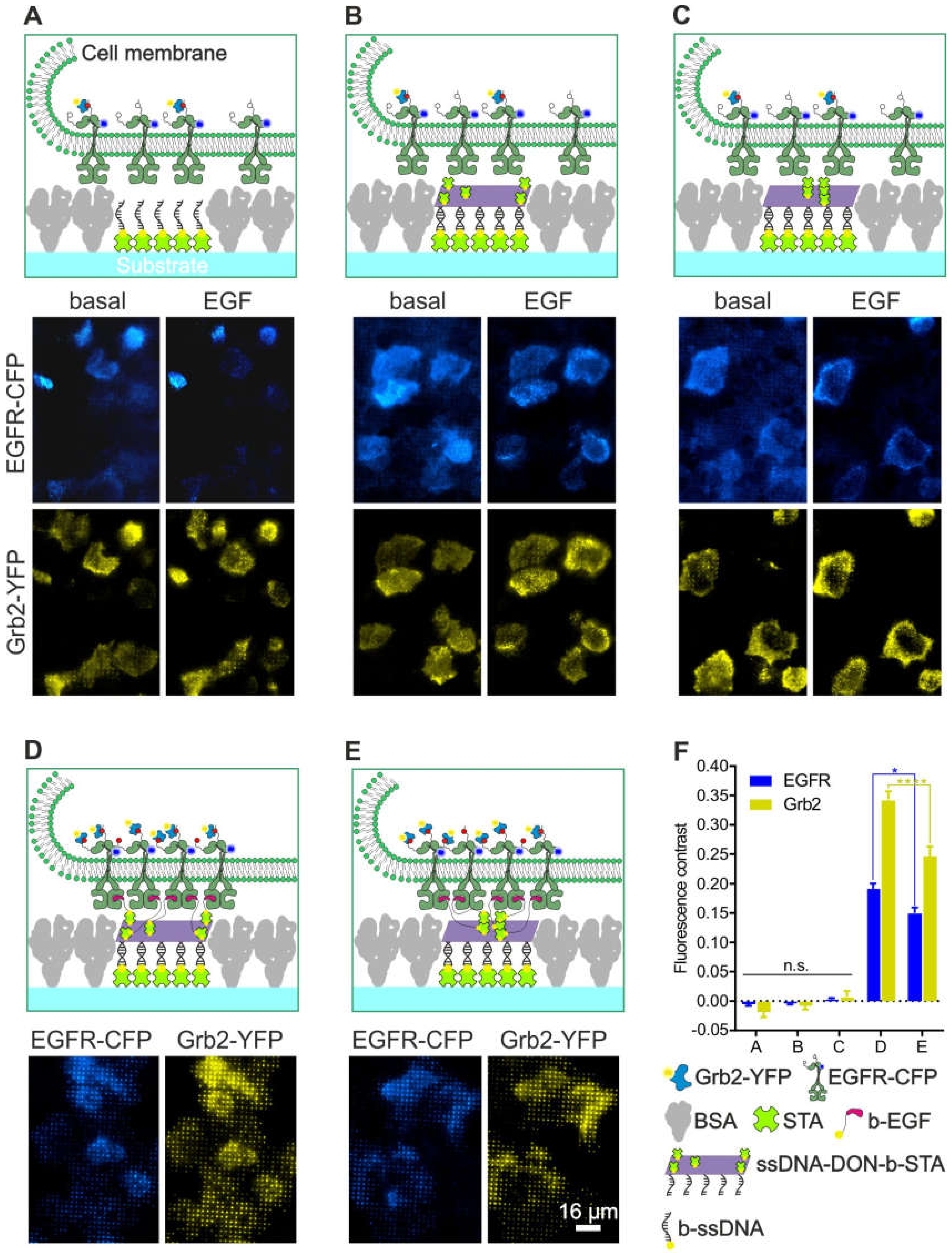 Biomolecules 10 00540 g006 Biomolecules 10 00540 g006