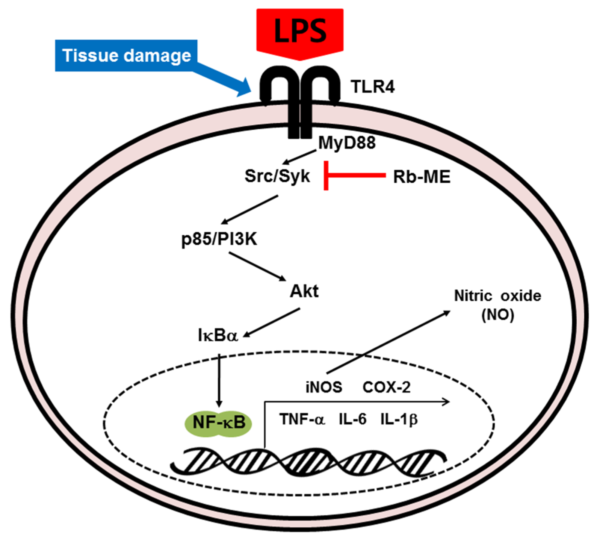 Biomolecules 10 00546 g005 Biomolecules 10 00546 g005