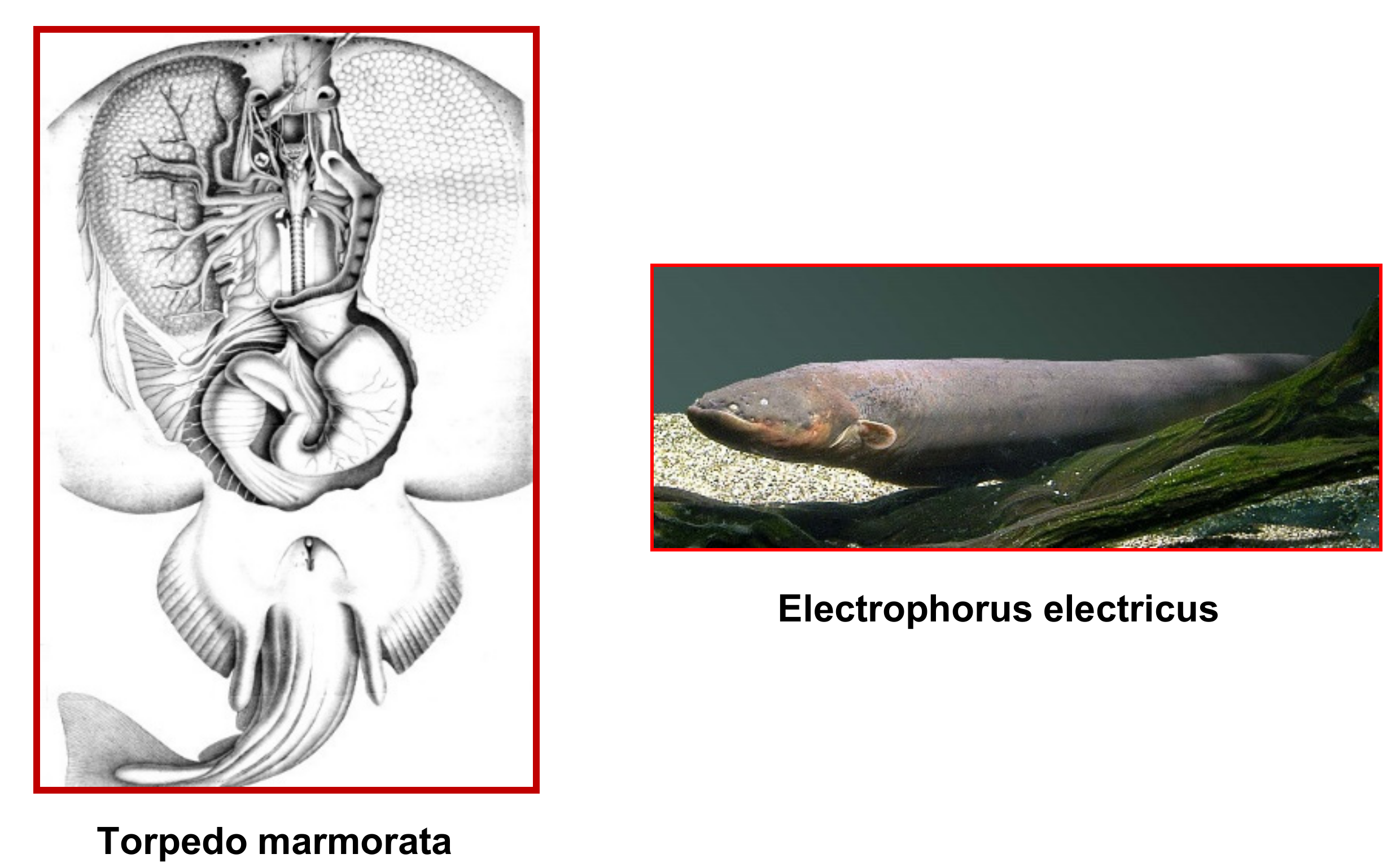 Biomolecules 10 00547 g002 Biomolecules 10 00547 g002