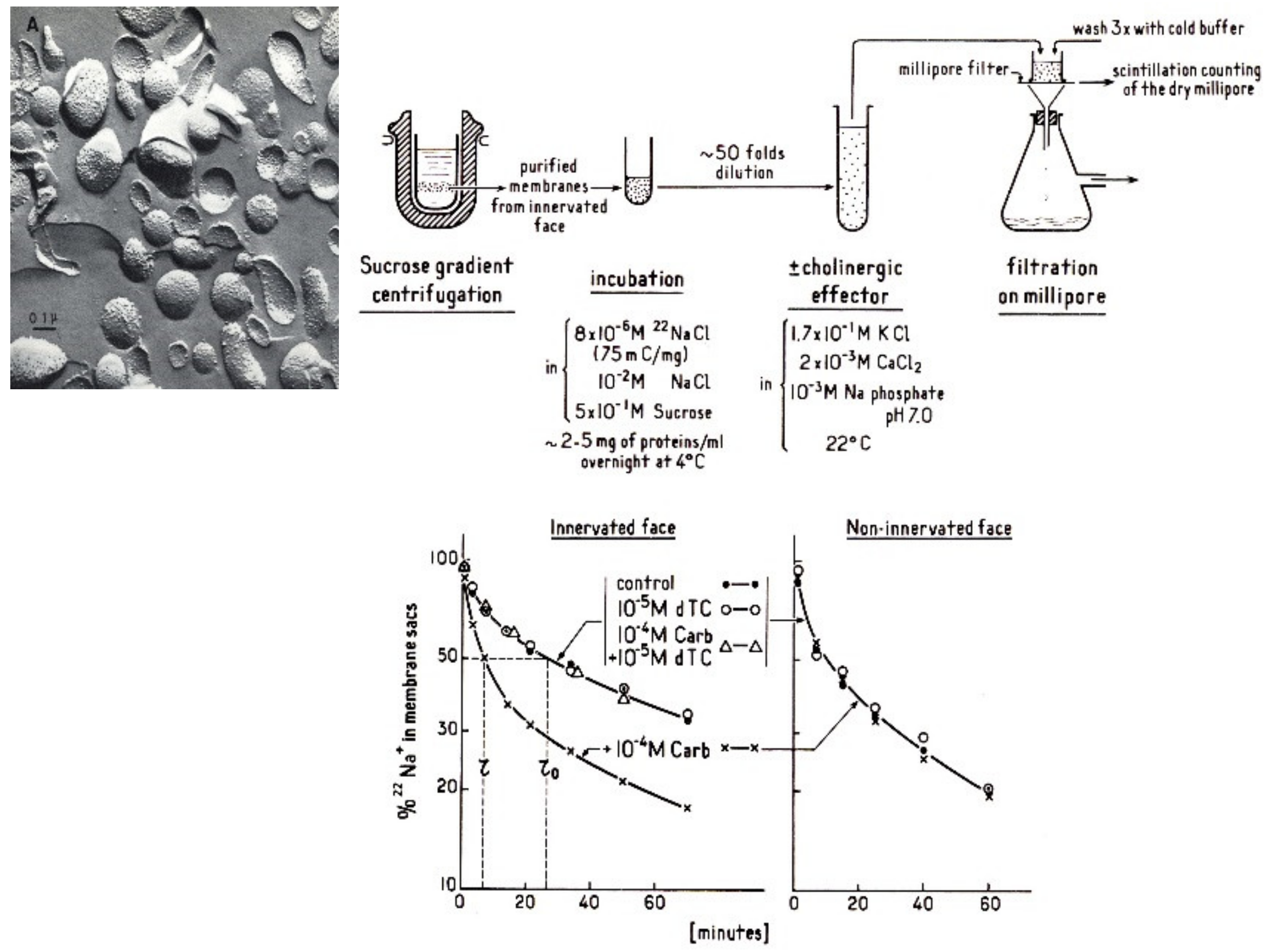 Biomolecules 10 00547 g003 Biomolecules 10 00547 g003