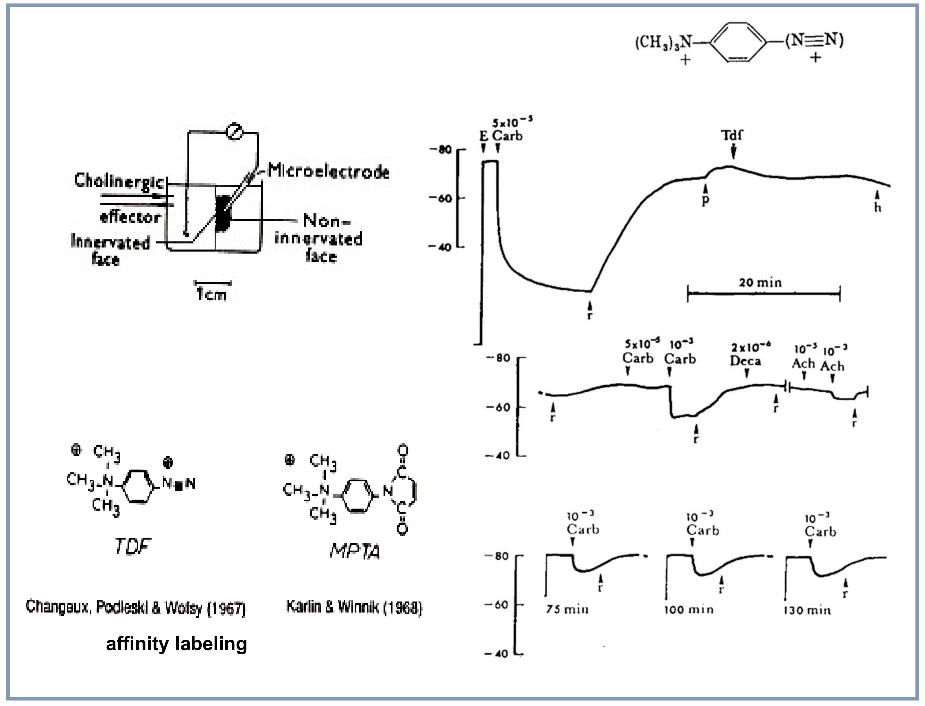 Biomolecules 10 00547 g004 Biomolecules 10 00547 g004
