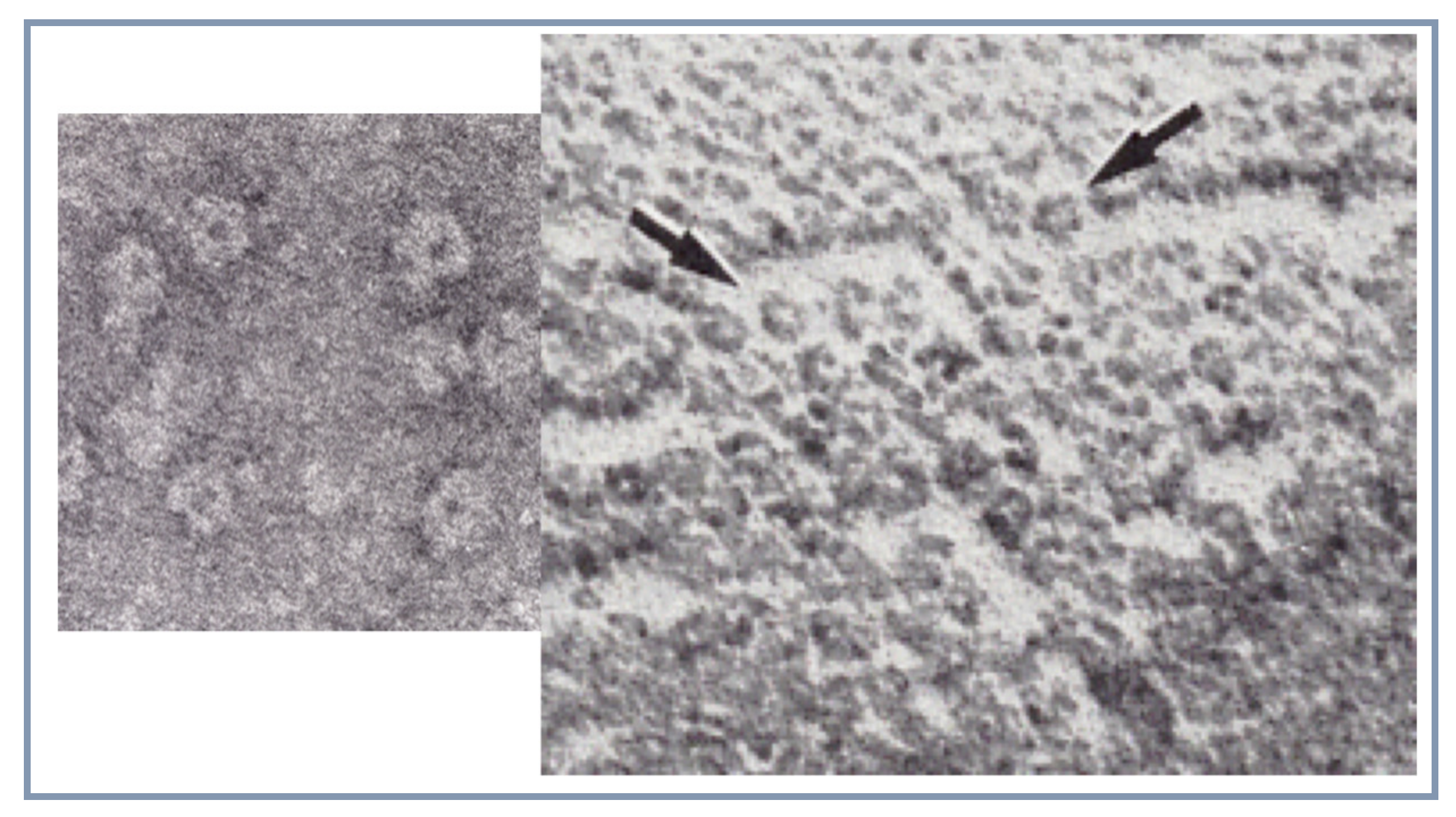 Biomolecules 10 00547 g008 Biomolecules 10 00547 g008