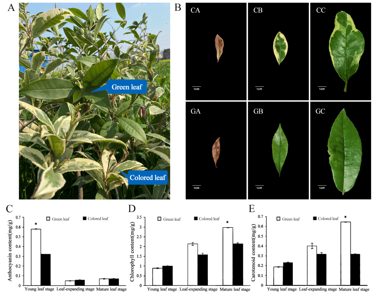 Biomolecules 10 00549 g001 Biomolecules 10 00549 g001