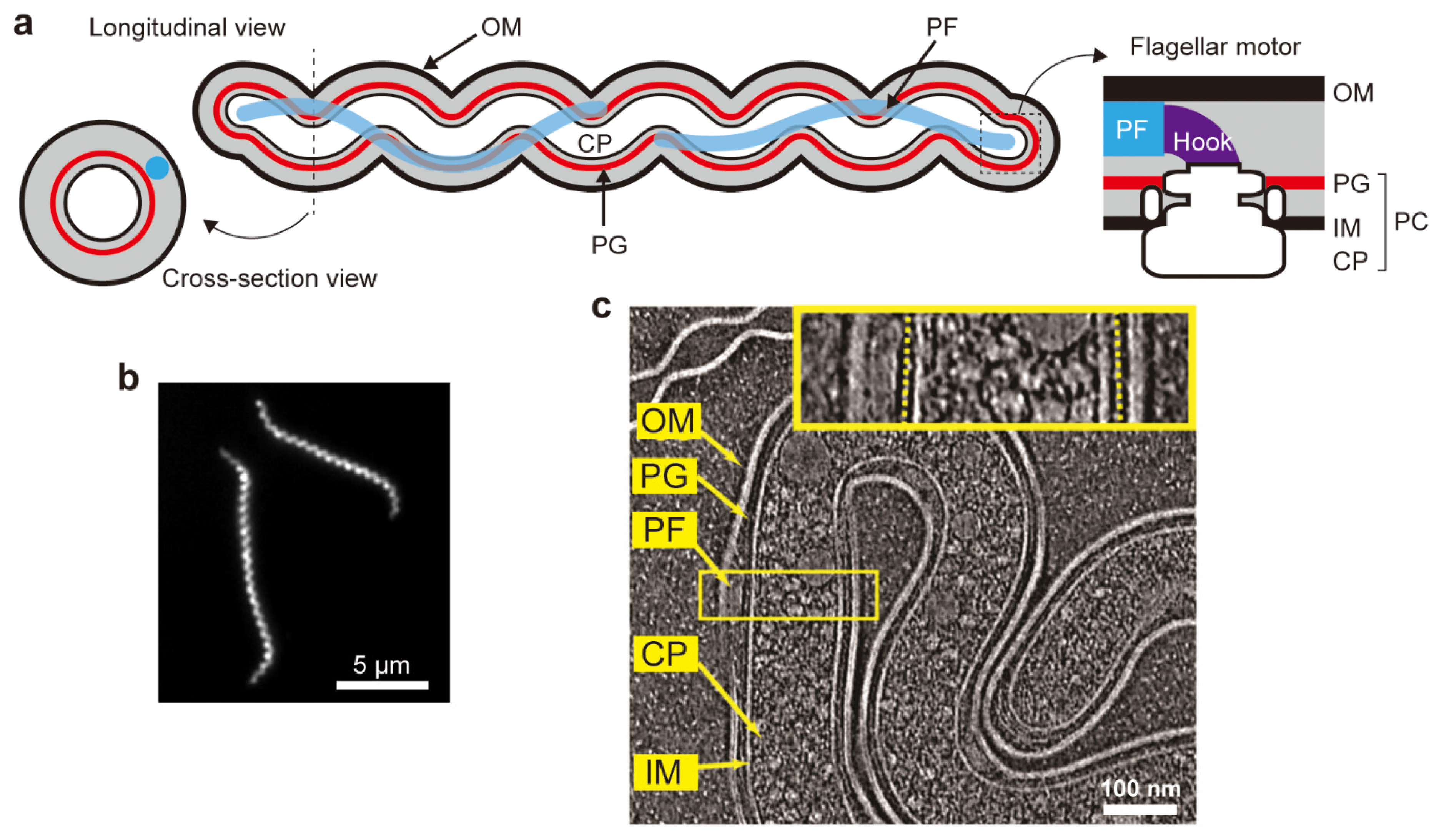 Biomolecules 10 00550 g001 Biomolecules 10 00550 g001