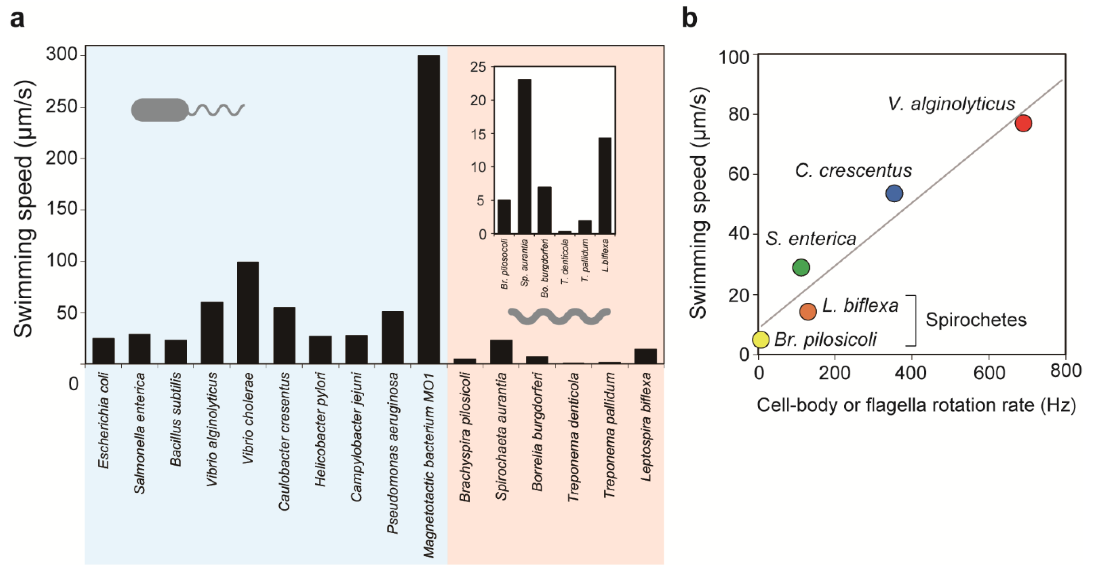 Biomolecules 10 00550 g003 Biomolecules 10 00550 g003