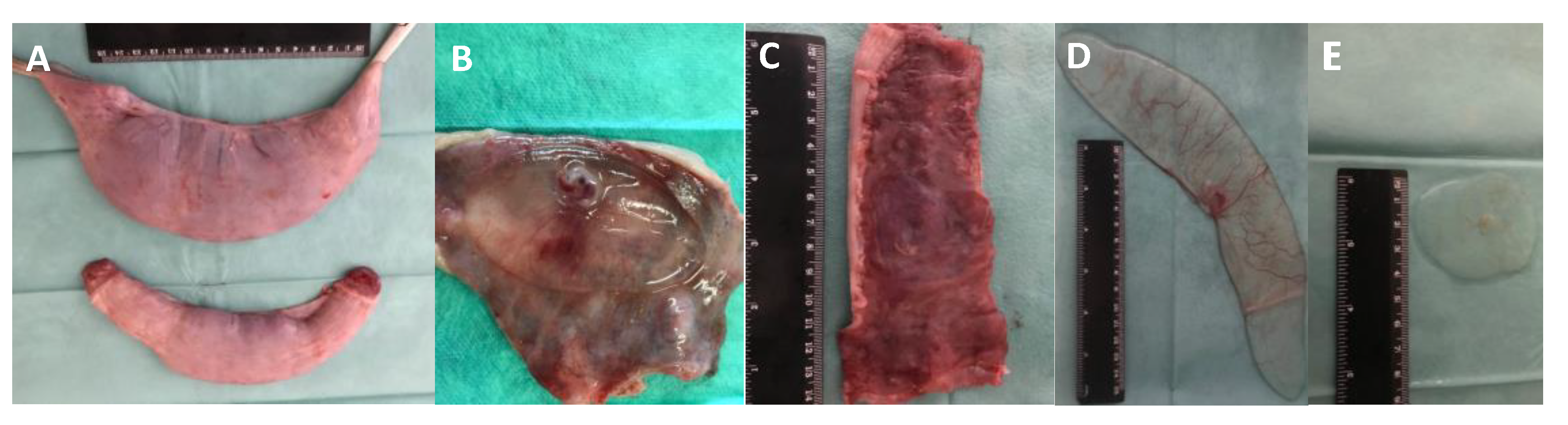 Biomolecules 10 00554 g002