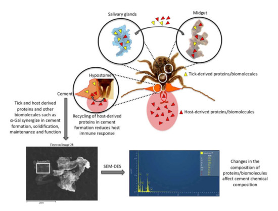 Tick Prottein Tick and Host Derived Compounds Detected in the Cement Complex Substance