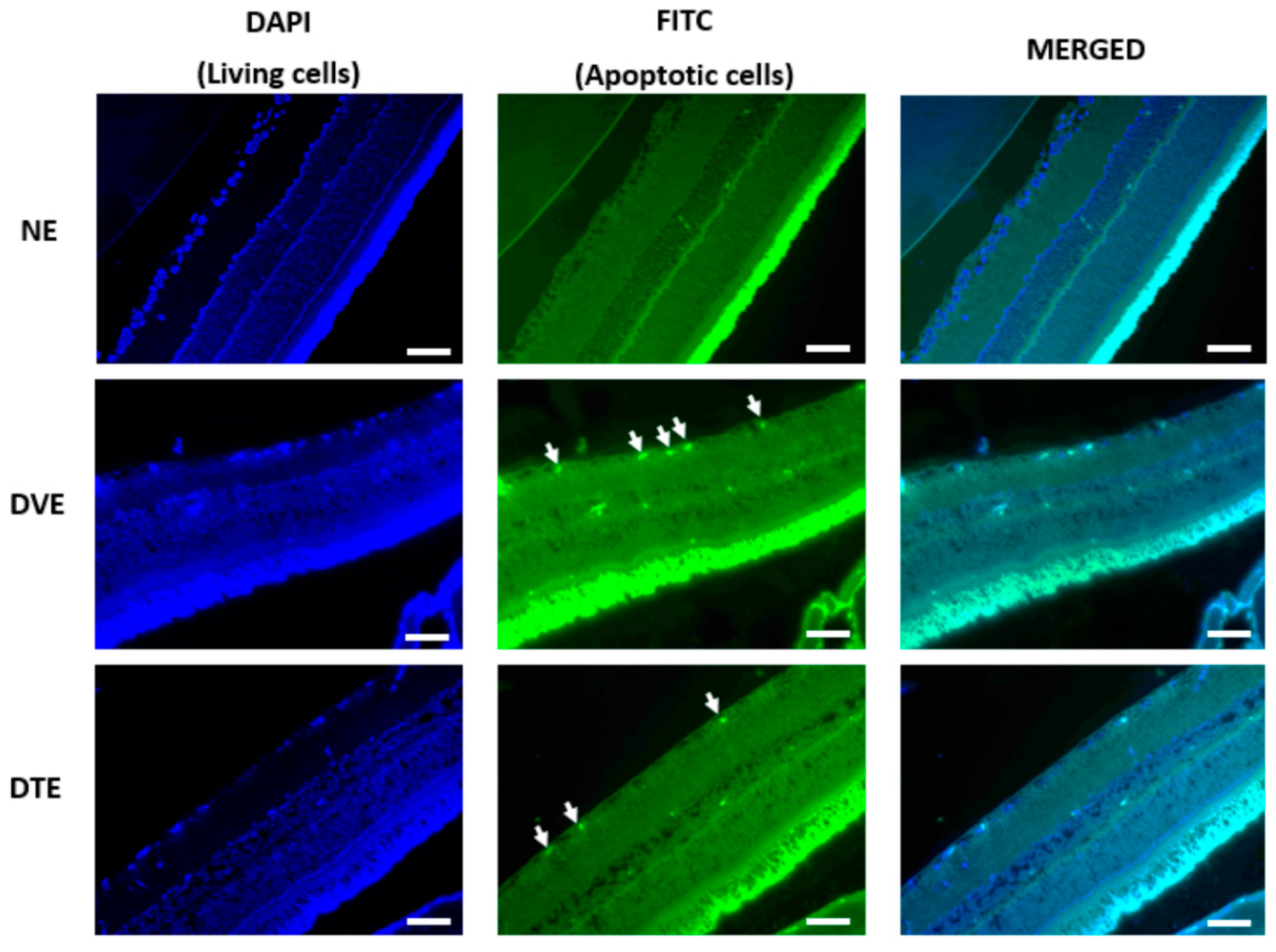 Biomolecules 10 00556 g007 Biomolecules 10 00556 g007