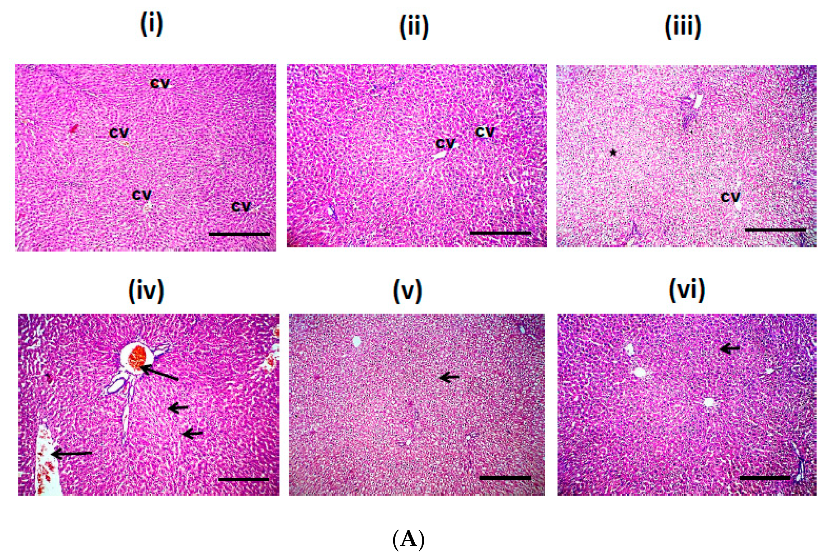 Biomolecules 10 00558 g008a Biomolecules 10 00558 g008a