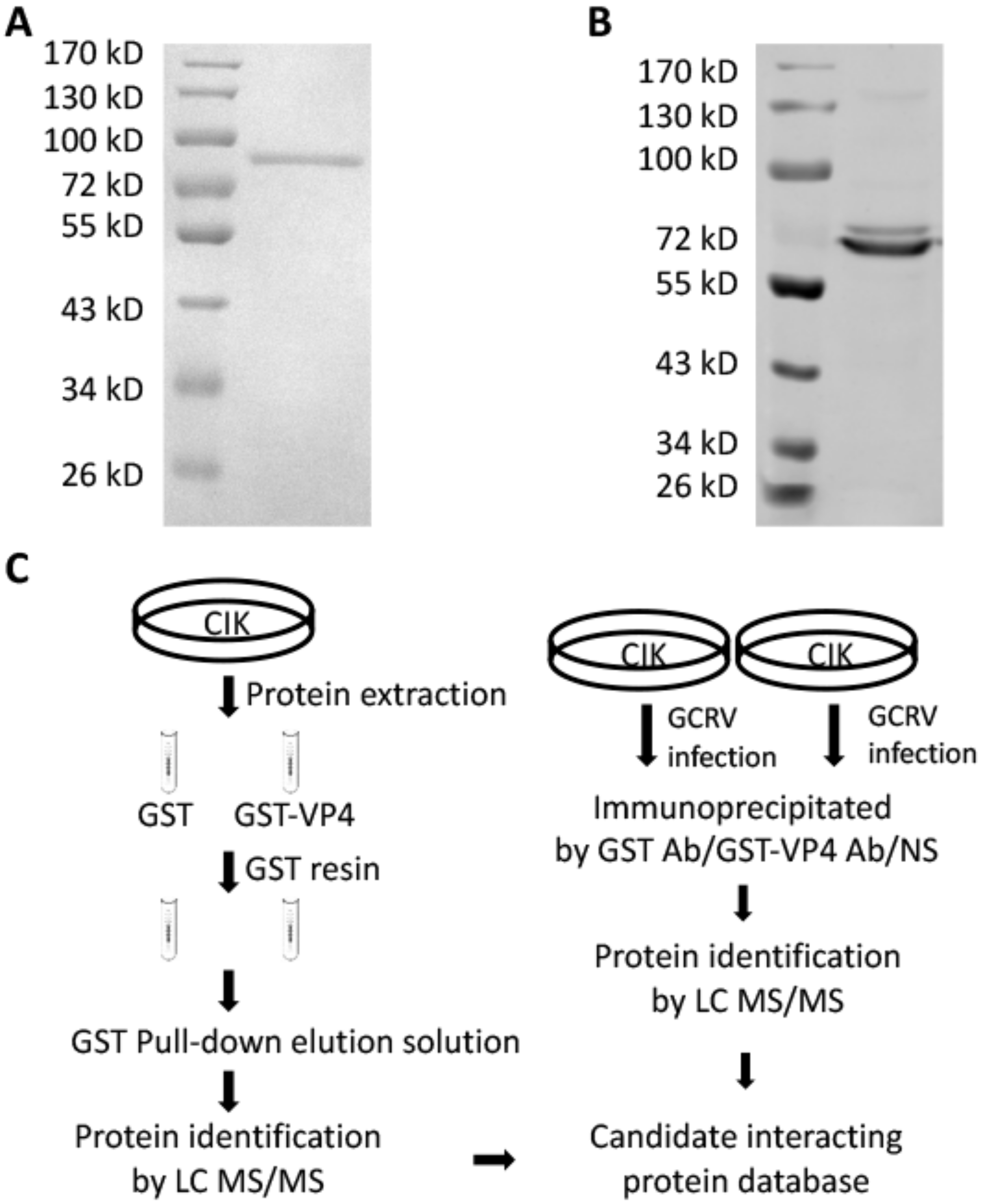 Biomolecules 10 00560 g002