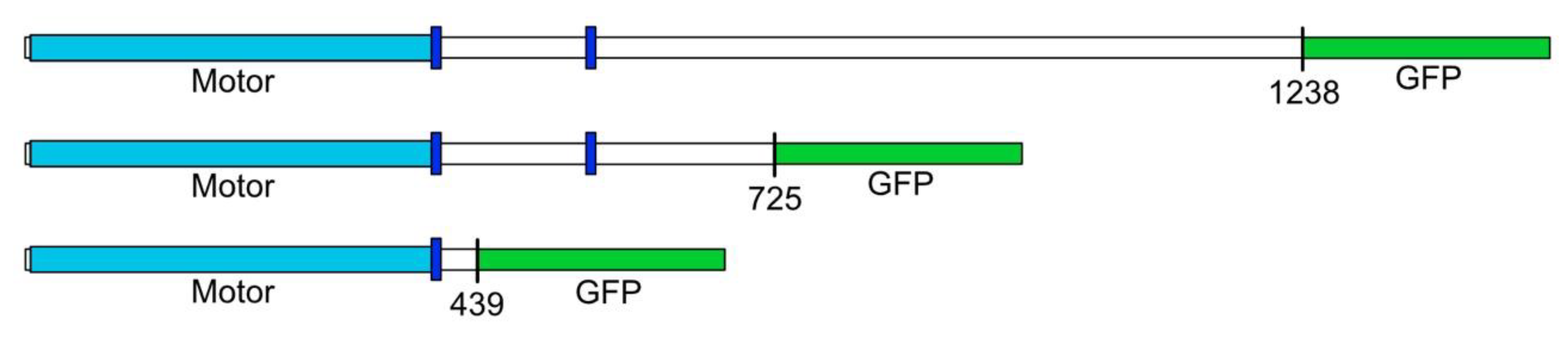 Biomolecules 10 00563 g001 Biomolecules 10 00563 g001