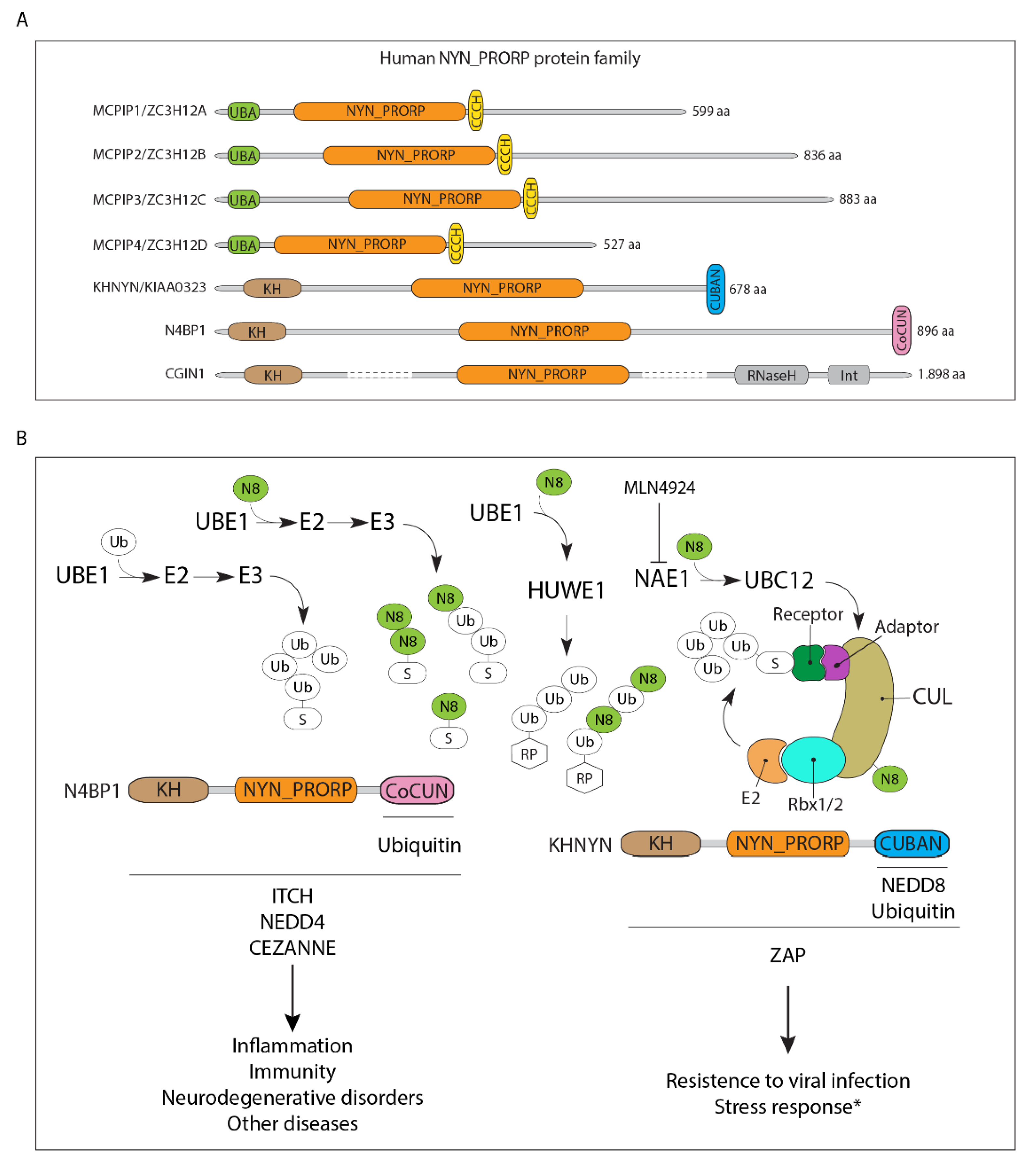Biomolecules 10 00566 g004 Biomolecules 10 00566 g004