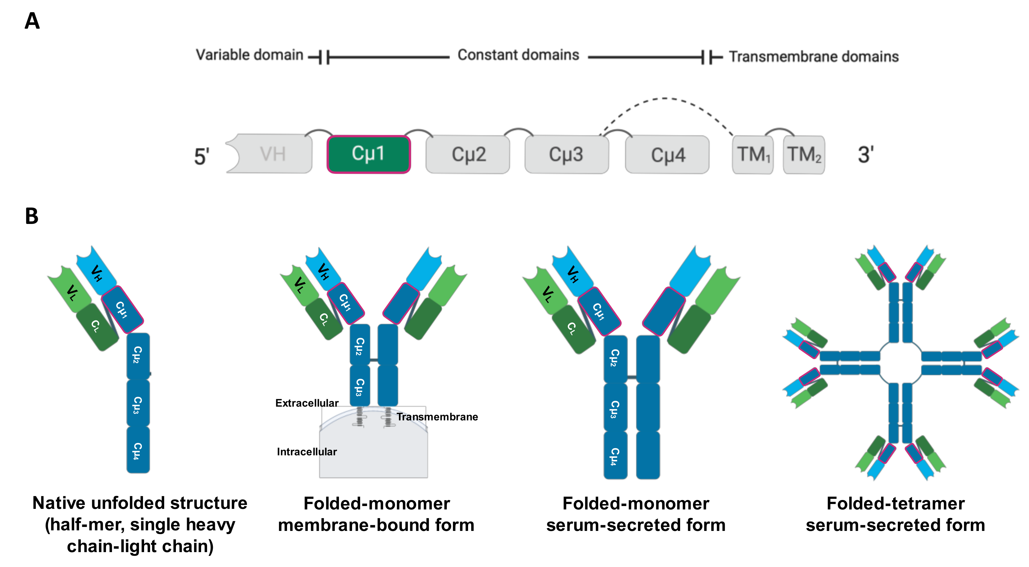 Biomolecules Free Full Text Development Of A Monoclonal Antibody Specific To The Igm Heavy Chain Of Bighead Catfish Clarias Macrocephalus A Biomolecular Tool For The Detection And Quantification Of Igm Molecules