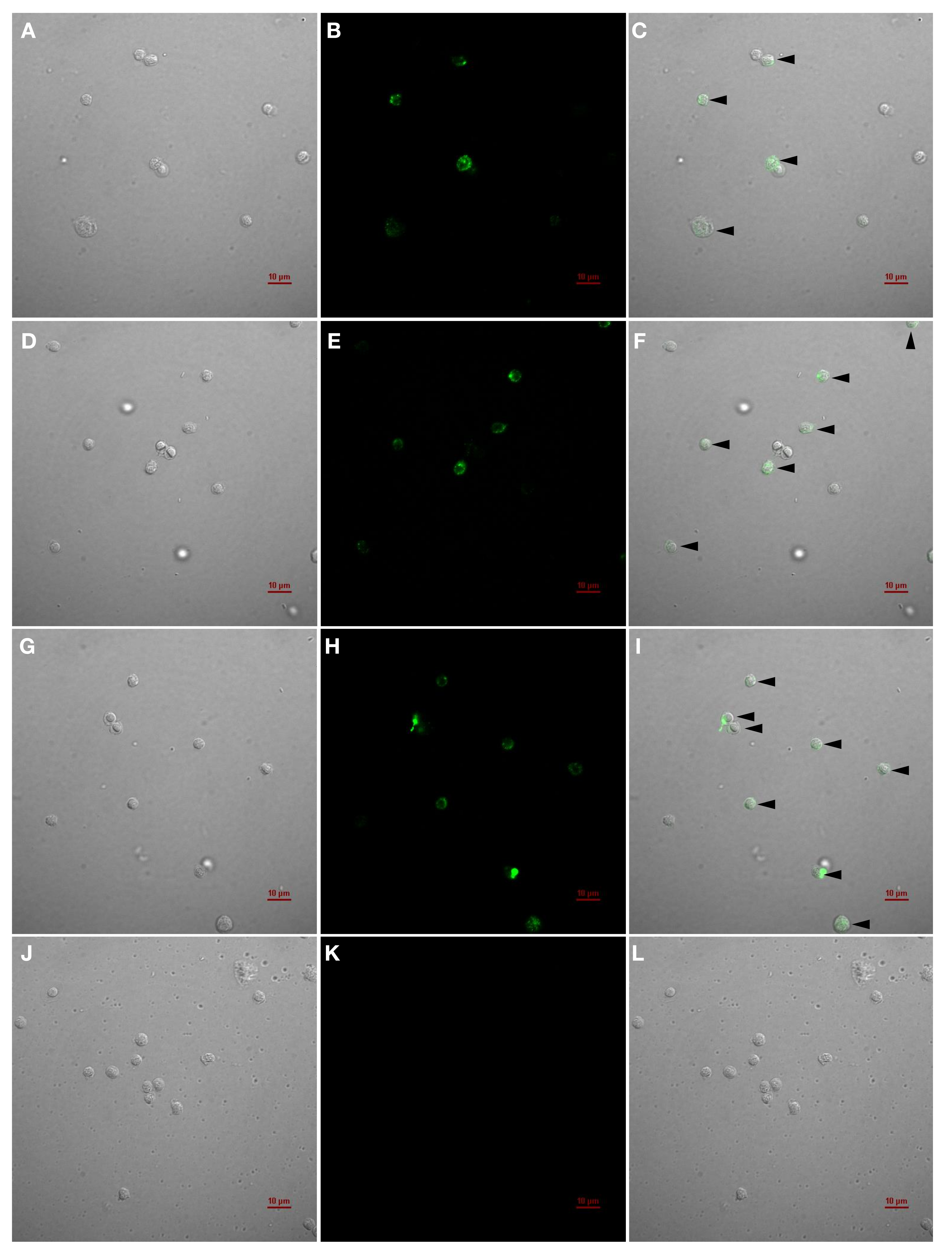 Biomolecules 10 00567 g006