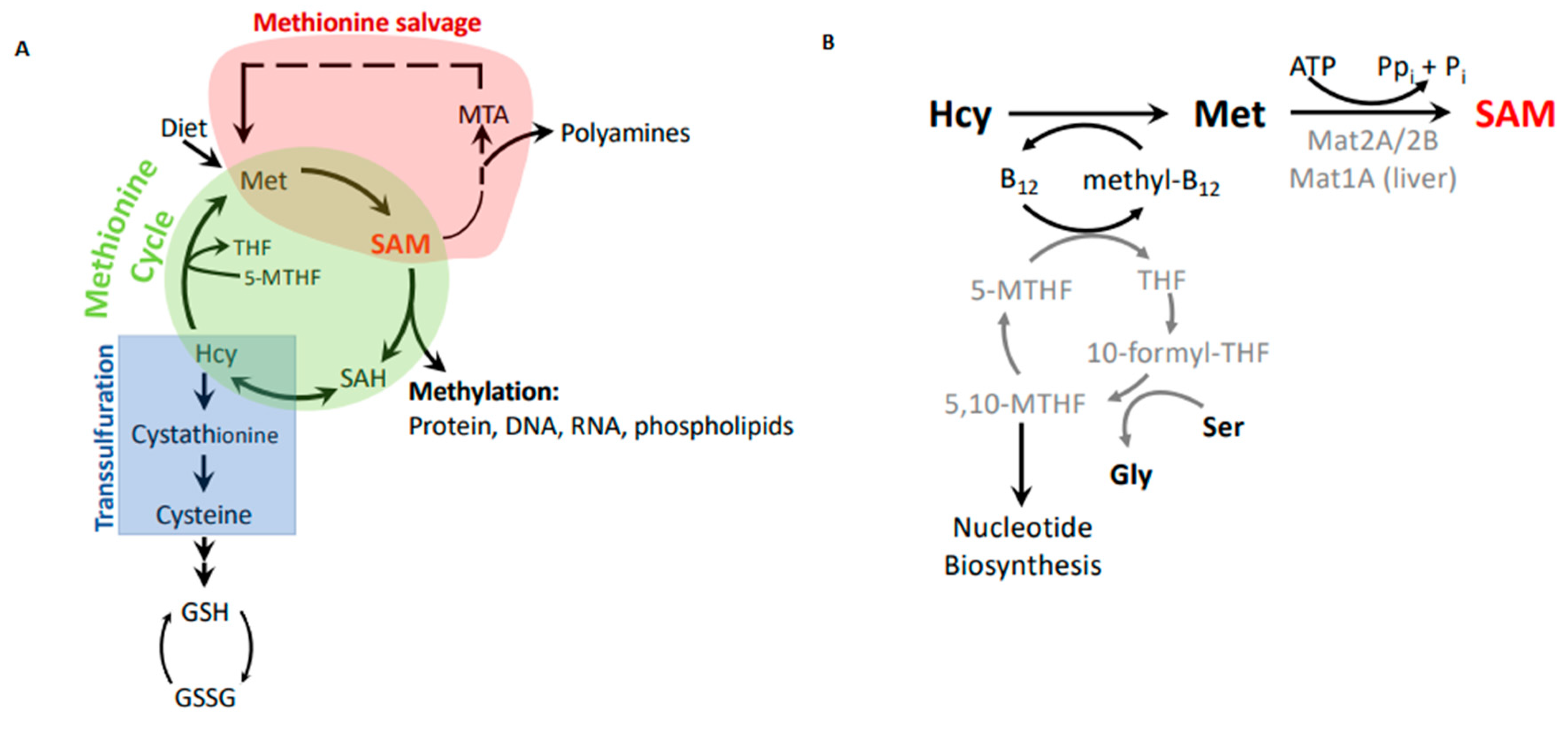Biomolecules 10 00568 g002 Biomolecules 10 00568 g002