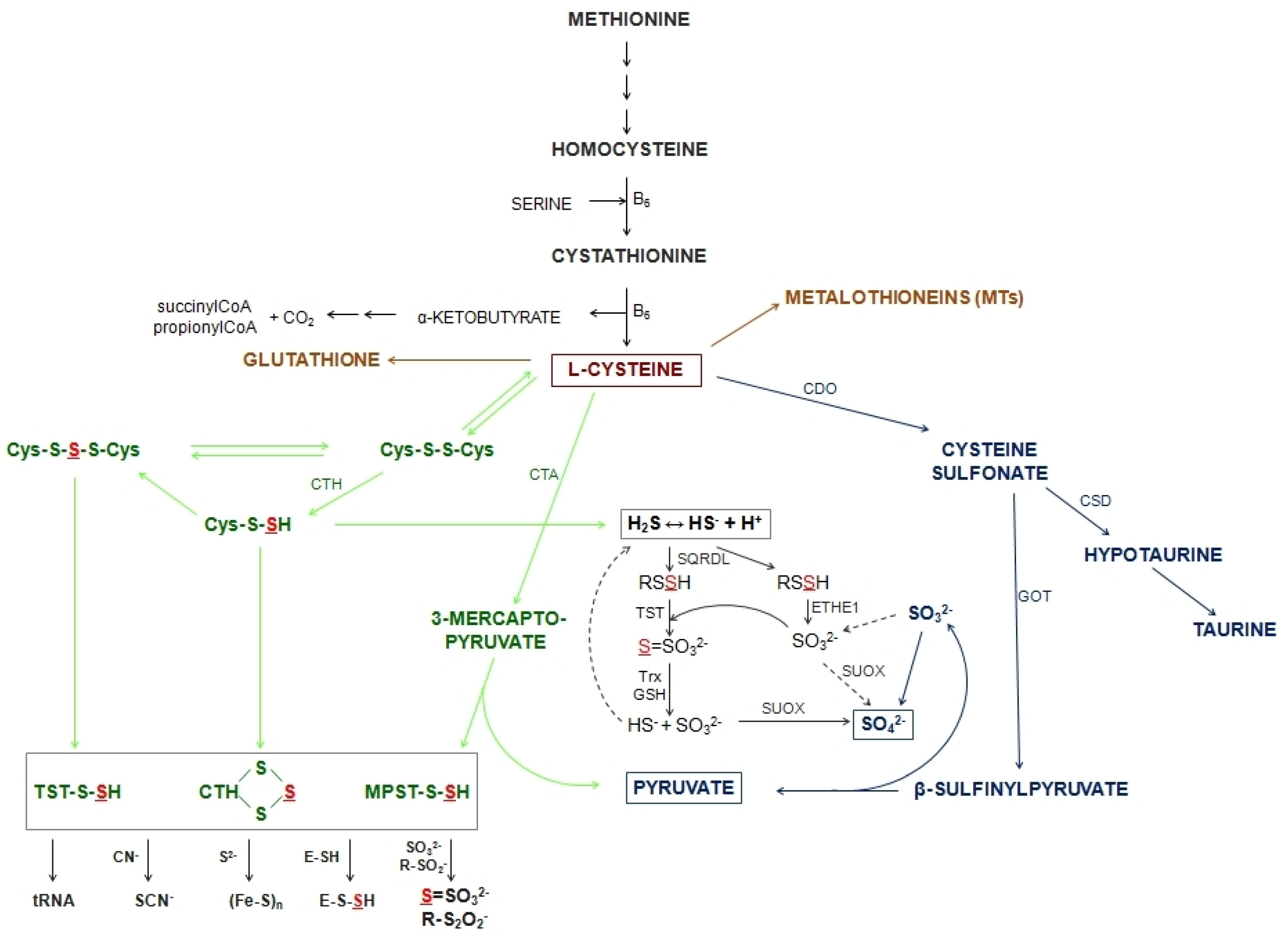 Biomolecules 10 00574 g002